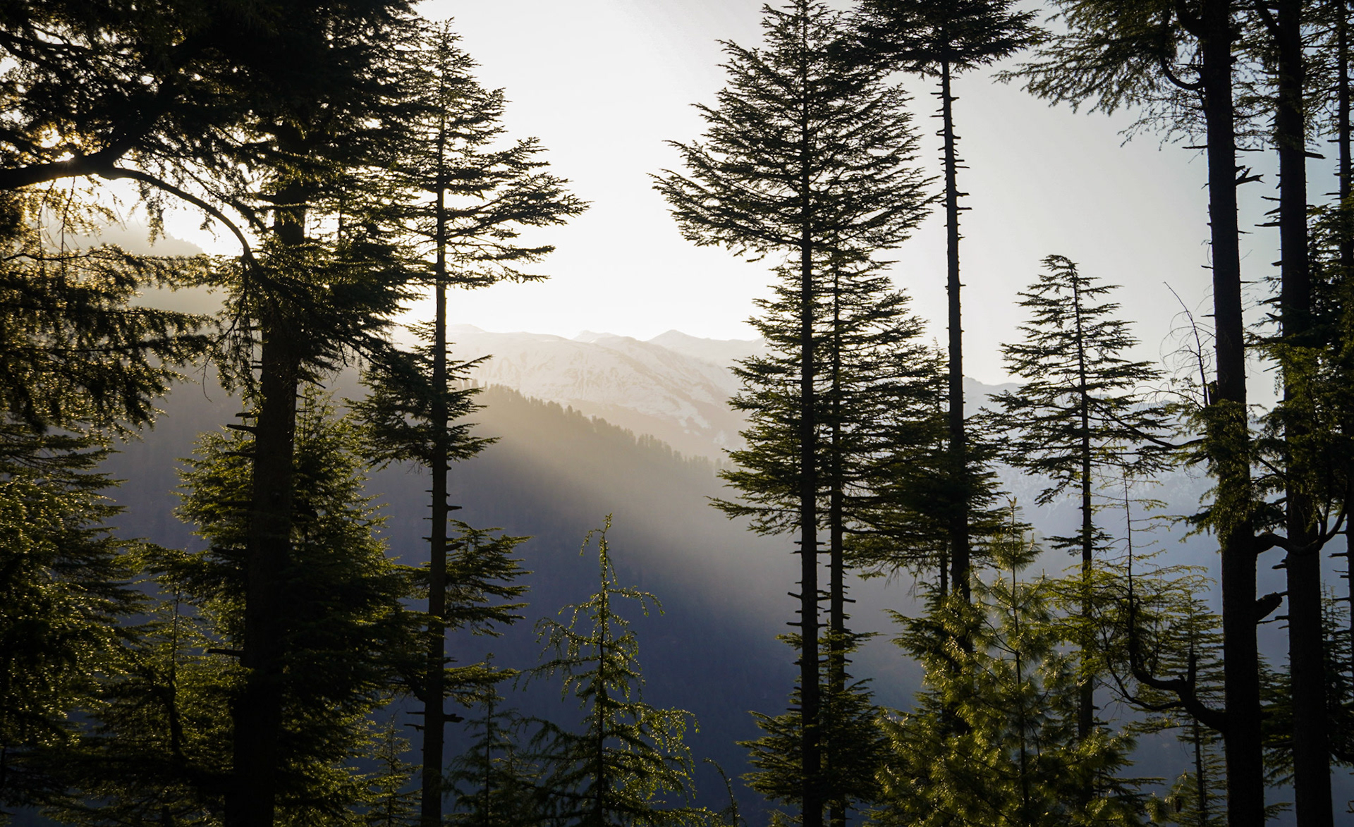 Deodar Trees in Manali Wildlife Sanctuary