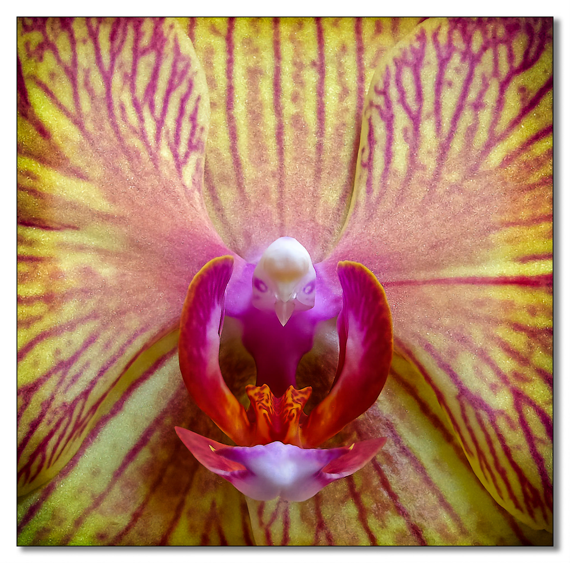 Yellow Orchid
