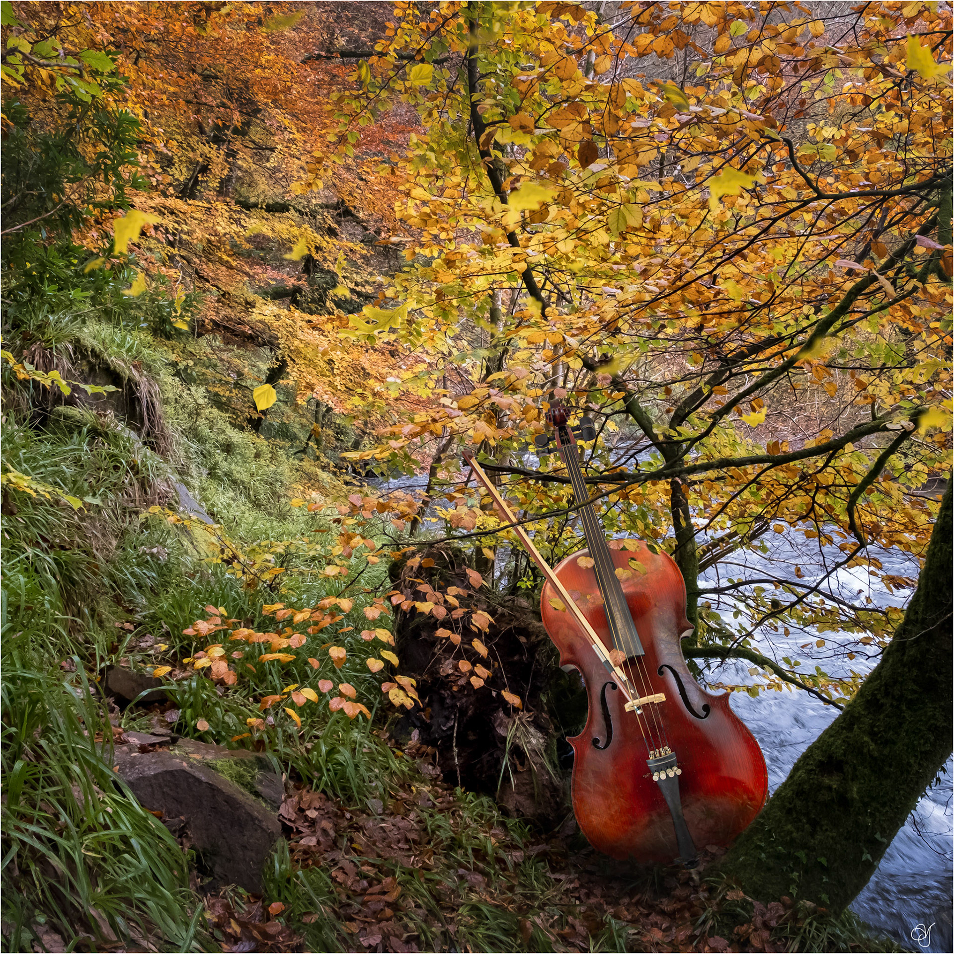 Autumn Cello