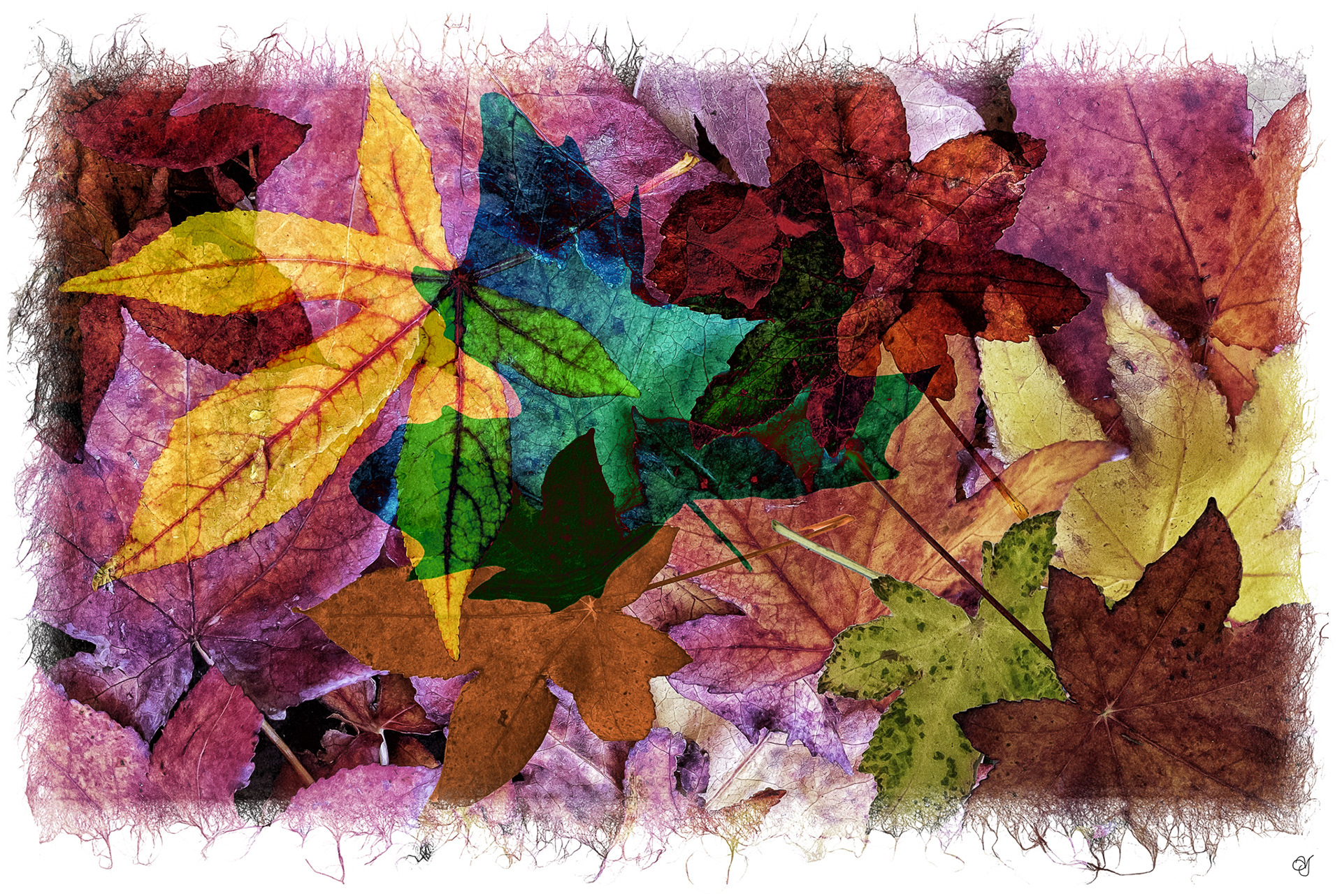 Acer Leaf Litter