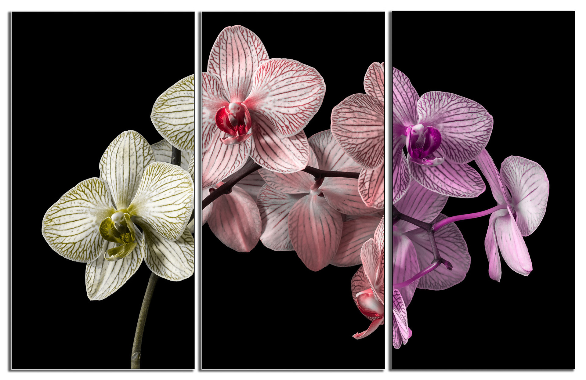 Orchid