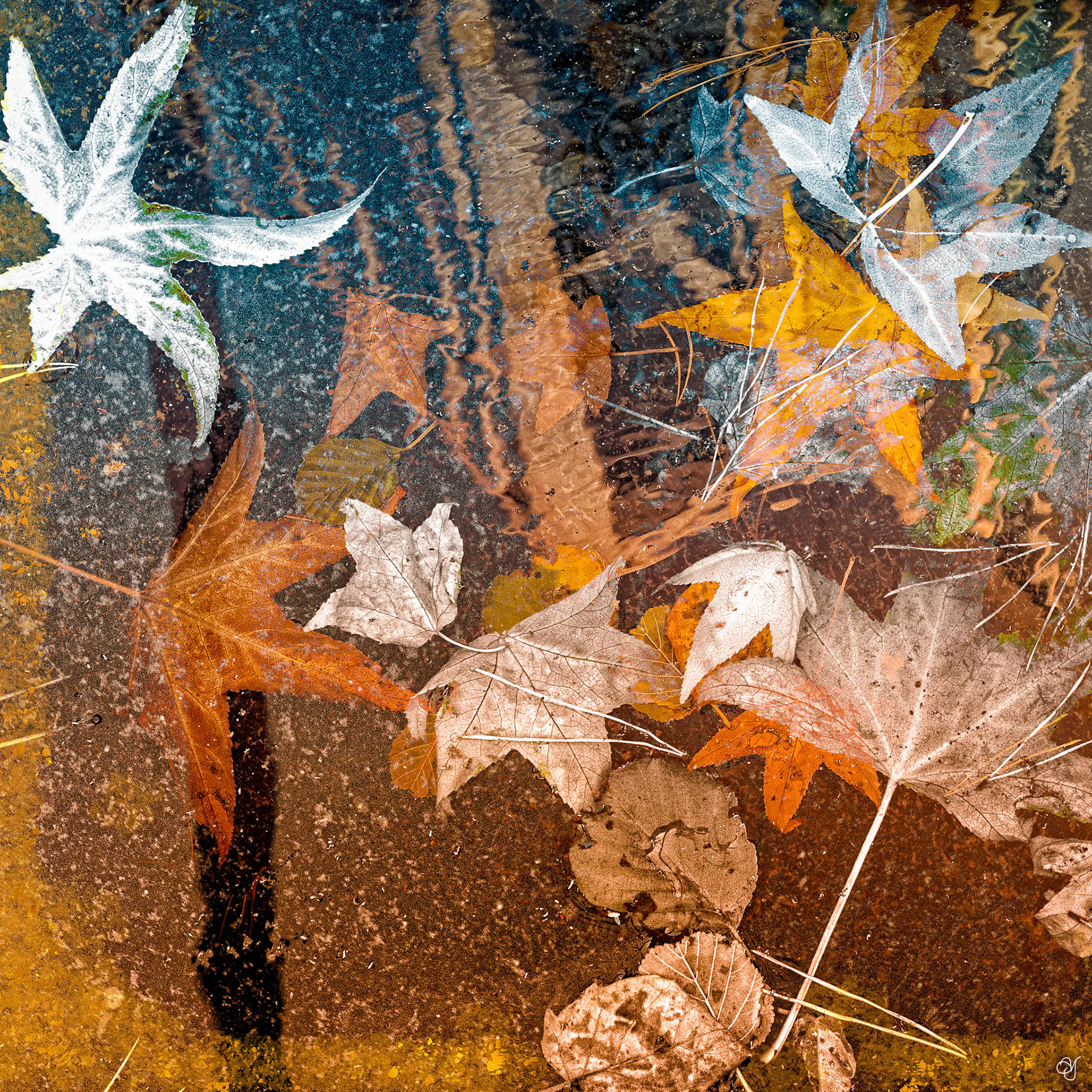 Floating Leaves