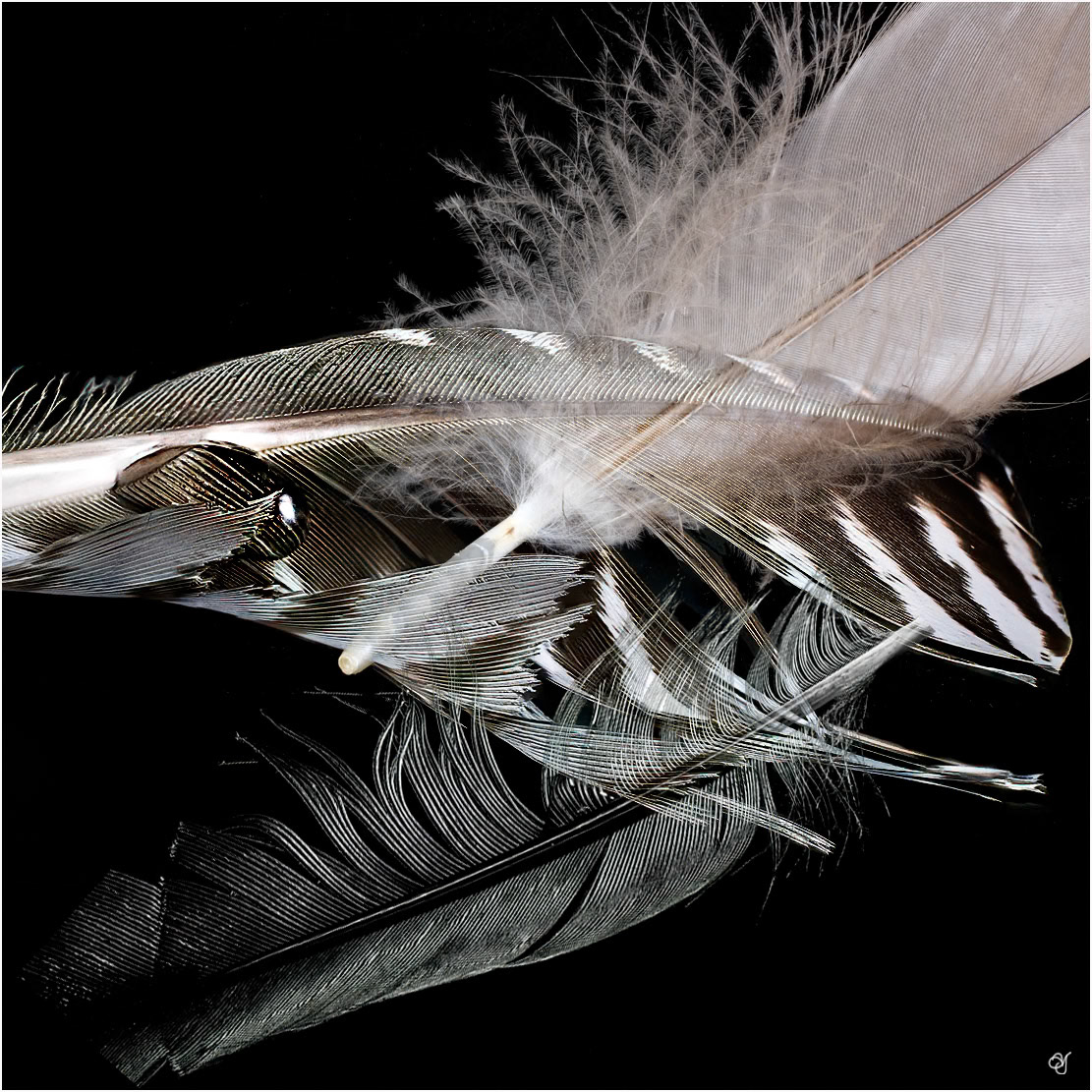 Three Feathers