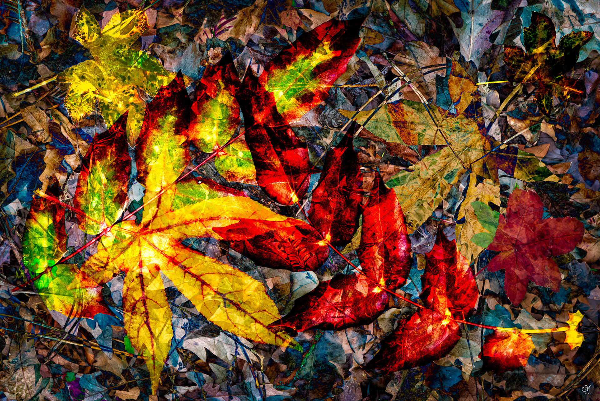 Fallen Leaves