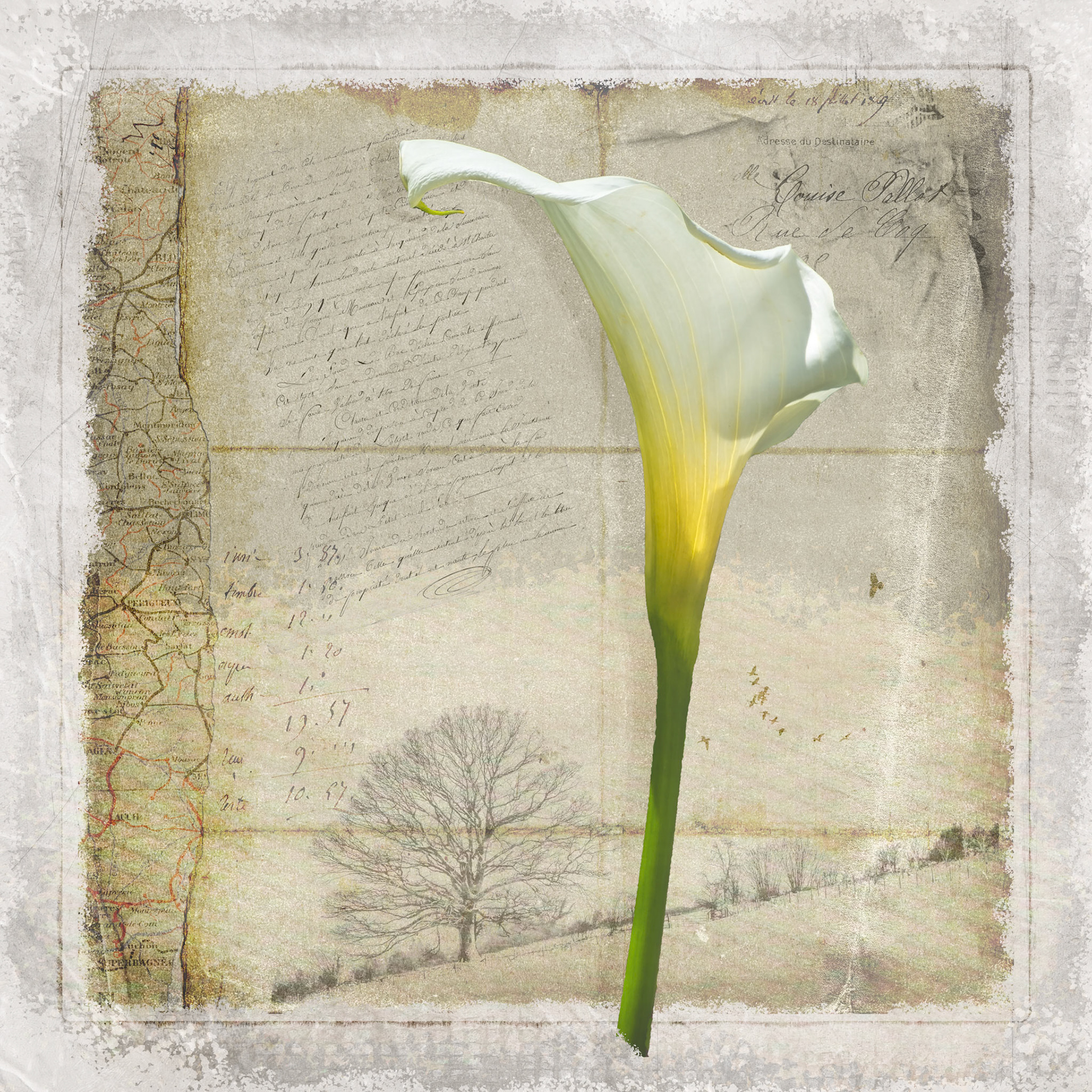 Memories of Lilly
