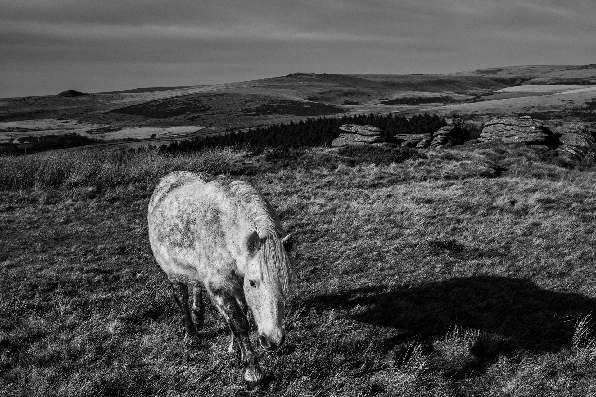 wild horse Dartmoor national park sheepstor Devon