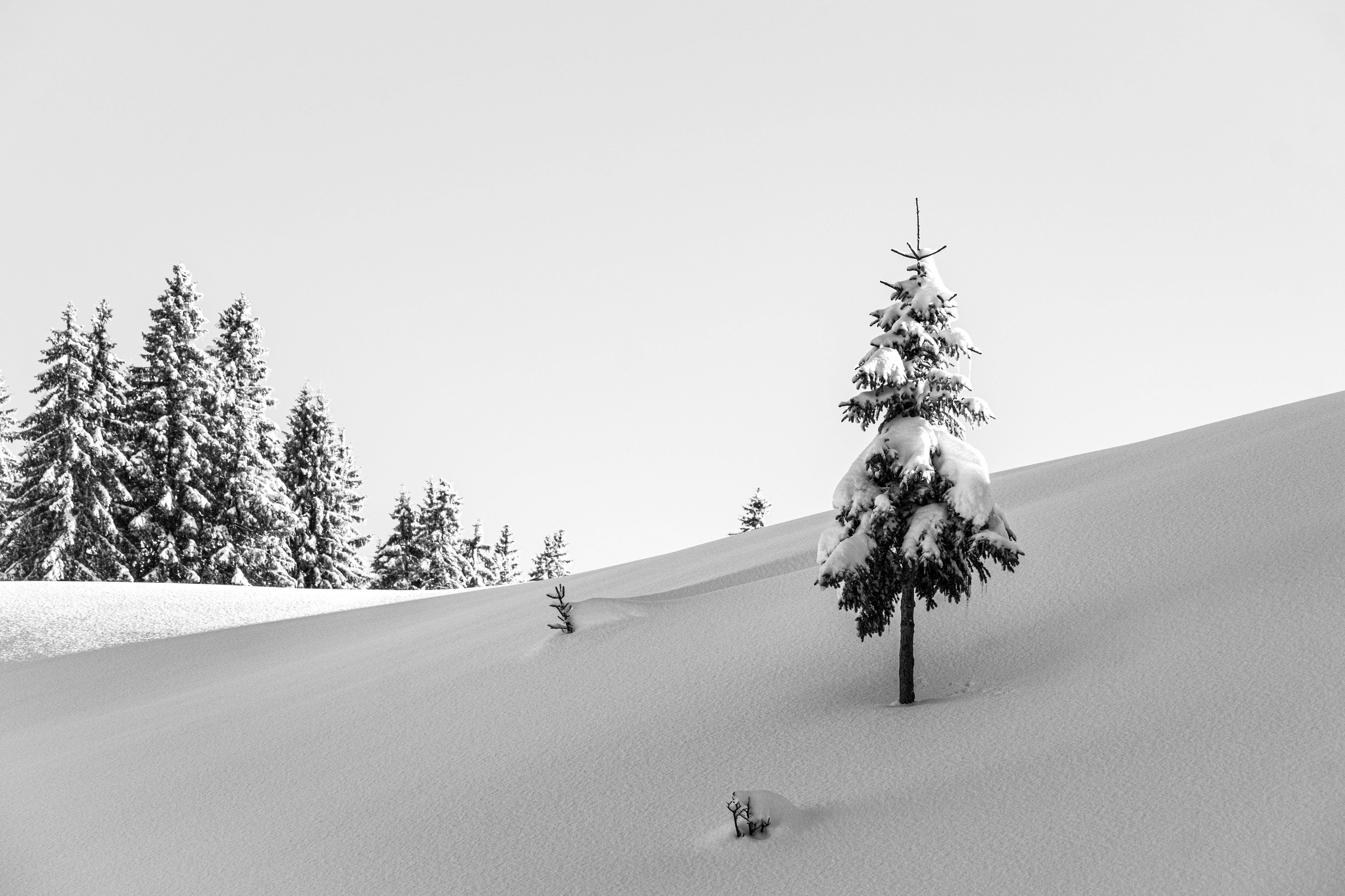 christmas tree les gets mountainside 