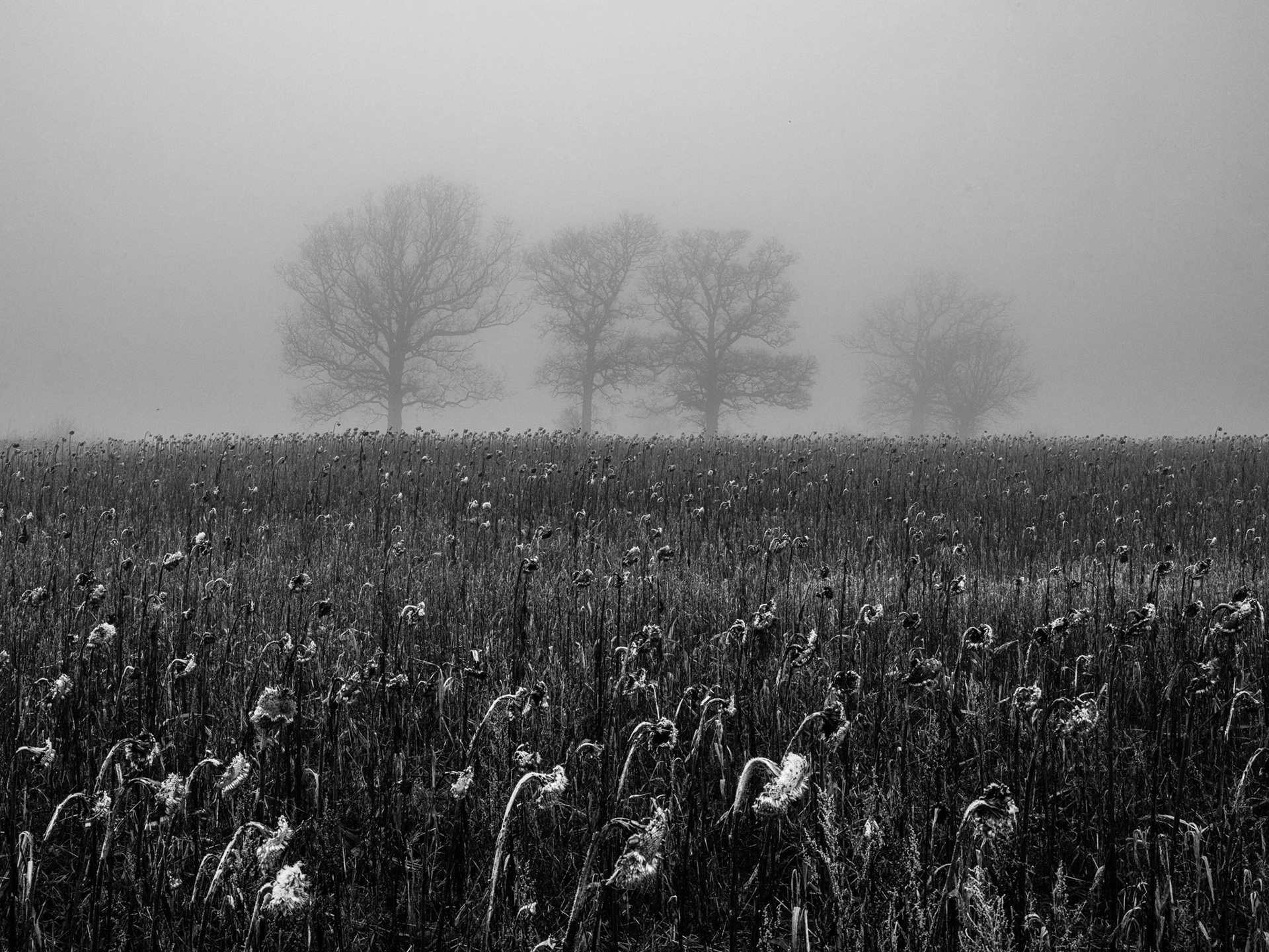 misty morning in gillingham dorset monochrome trees in the fields