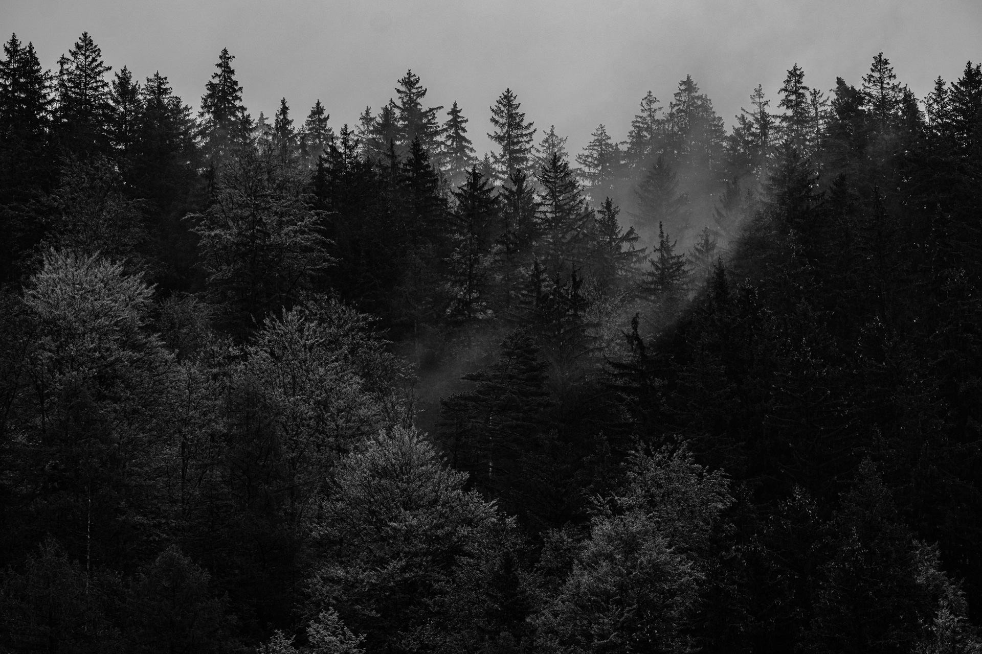 monochrome landscape trees in transylvania