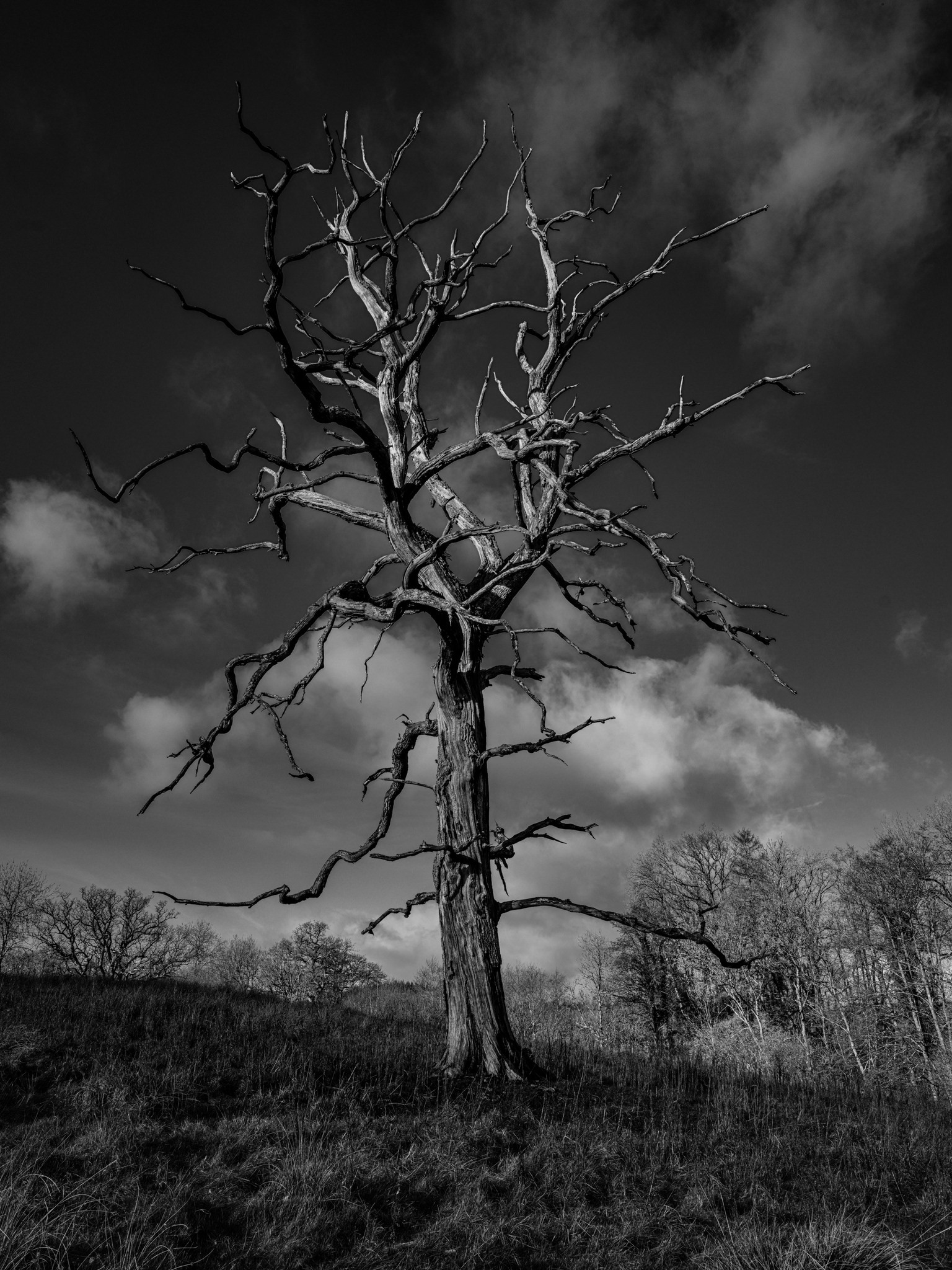lone tree in gasper woods near penslewood