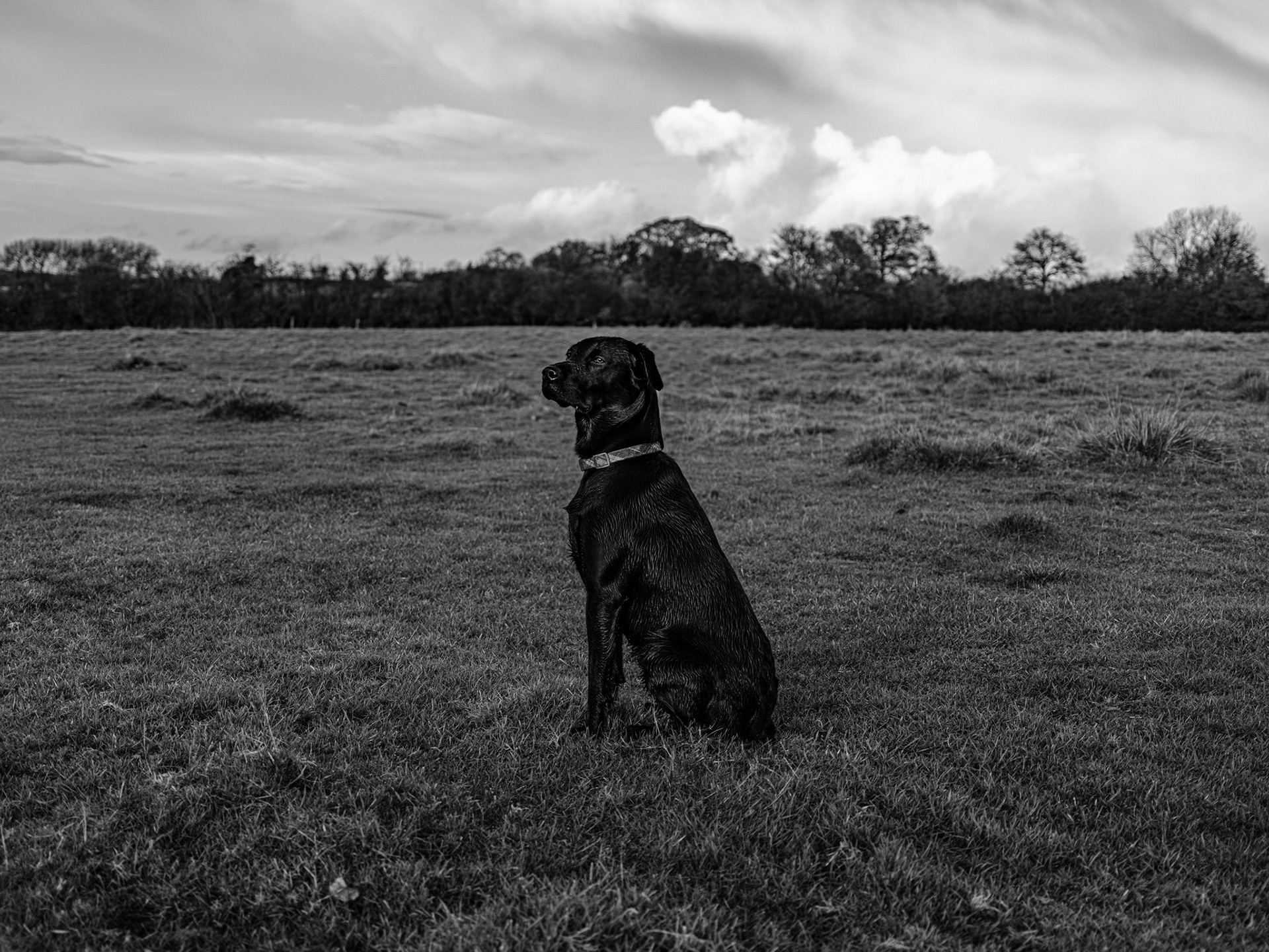 black Labrador dorset countryside fujifilm gfx