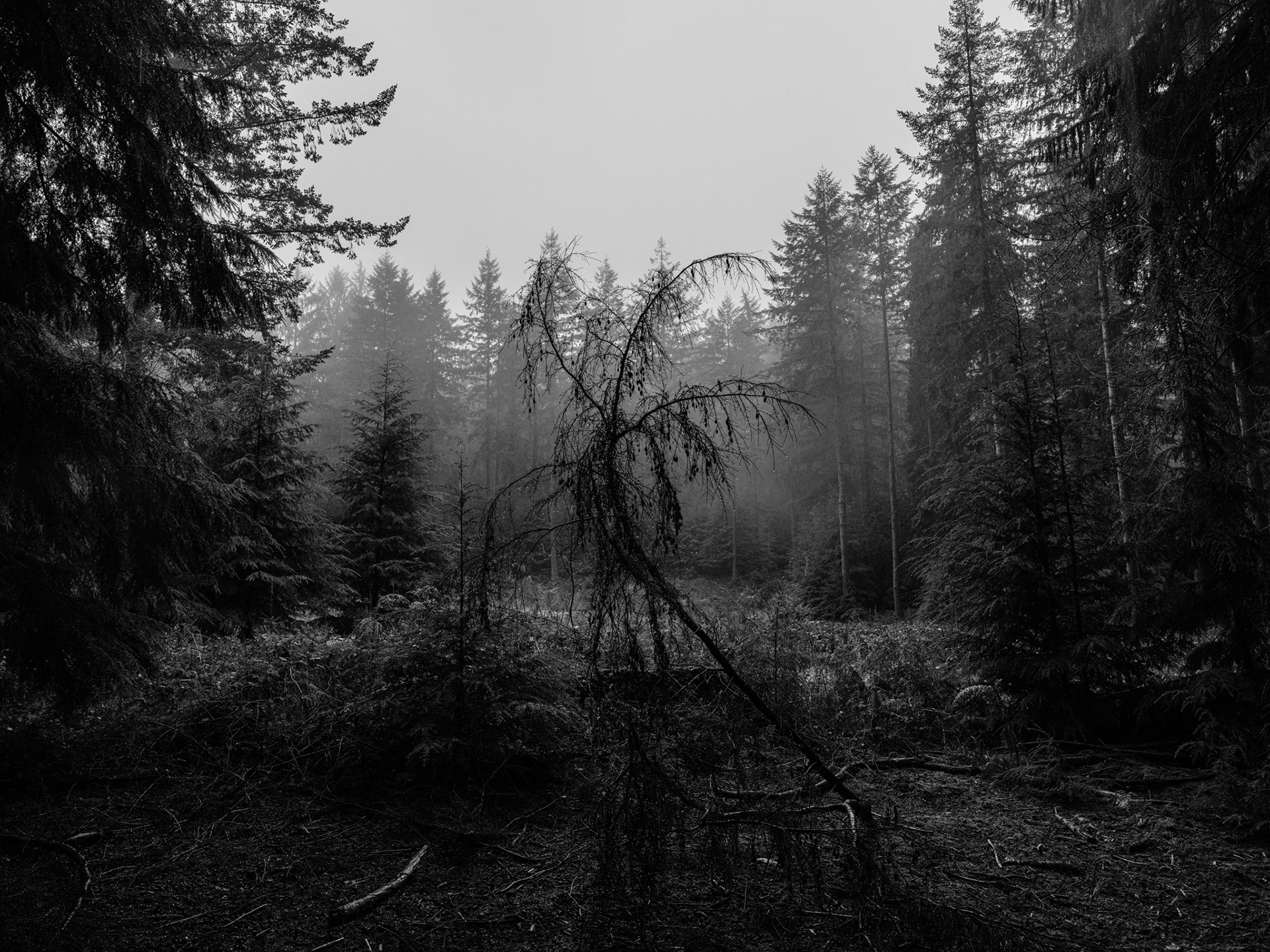 stourhead Wiltshire dorset national trust