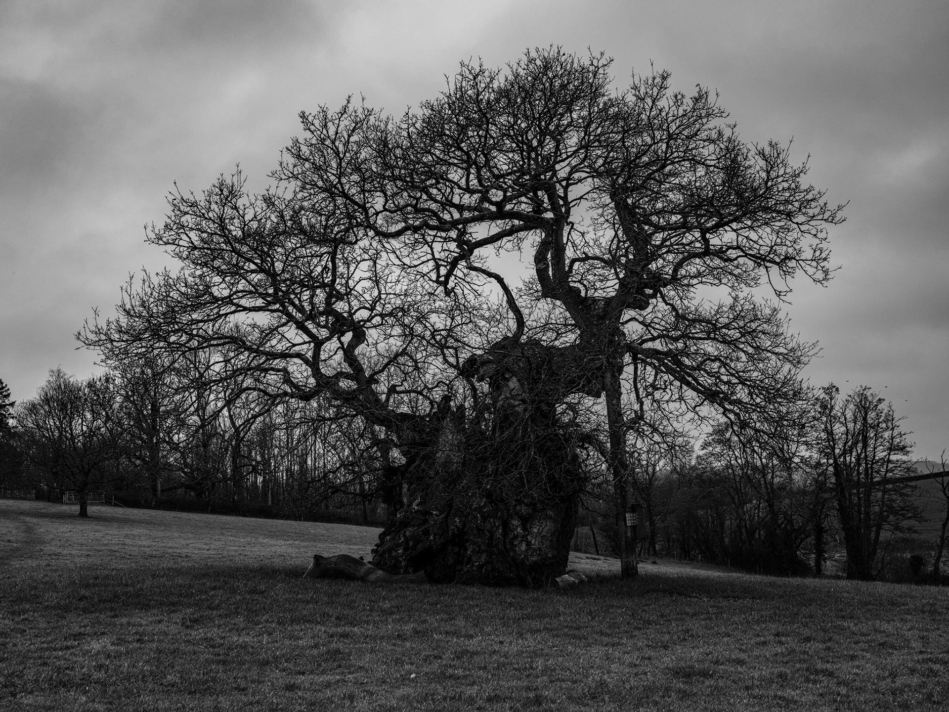Judge Wyndham oak Milton dorset