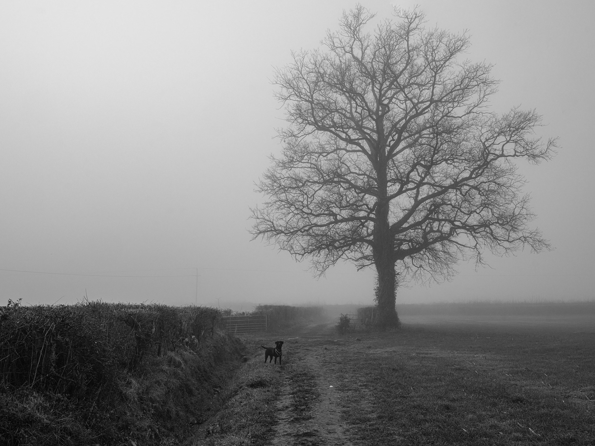 black Labrador in the mist gillingham dorset oak tree