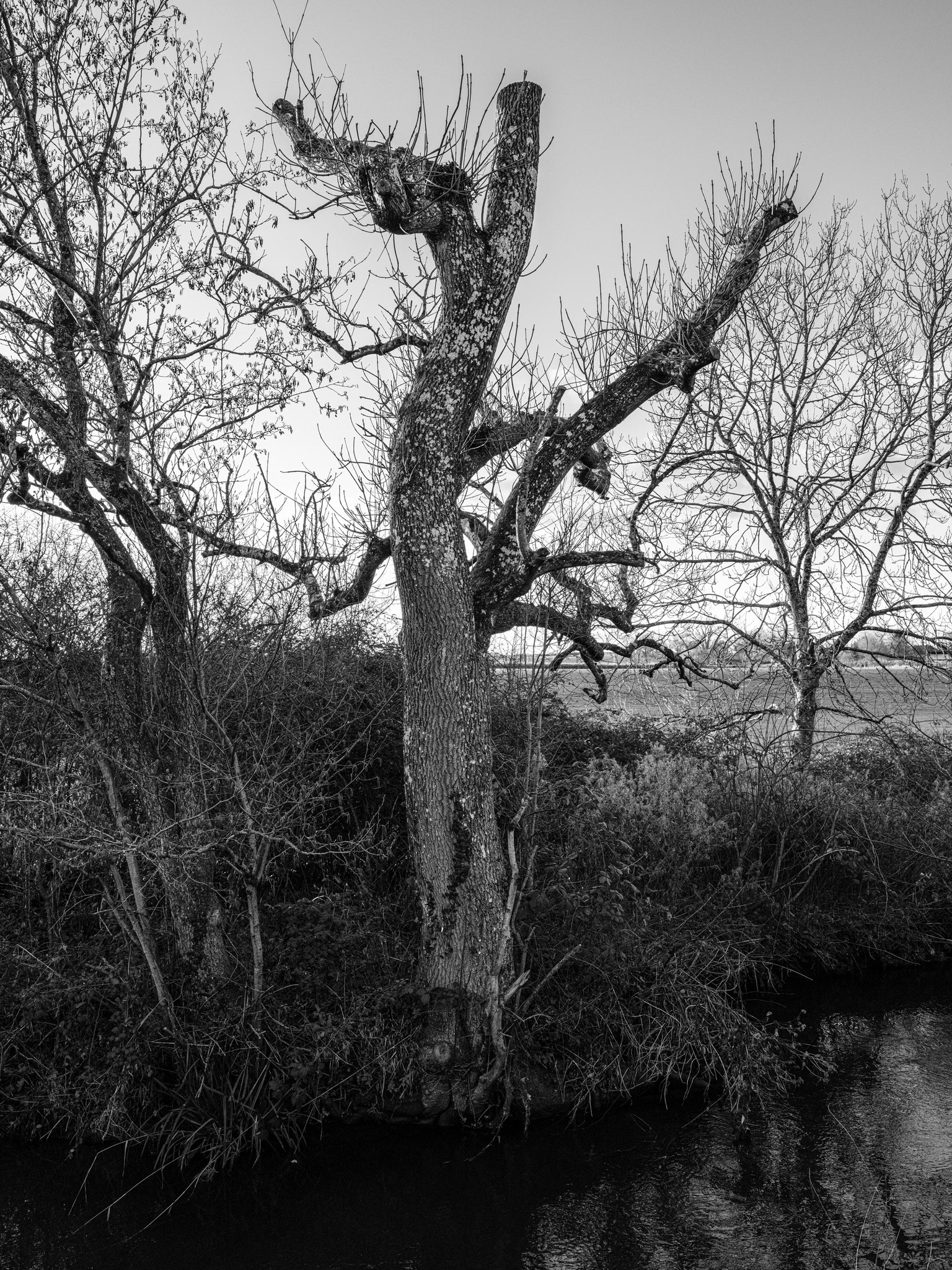 tree monochrome river stour gillingham