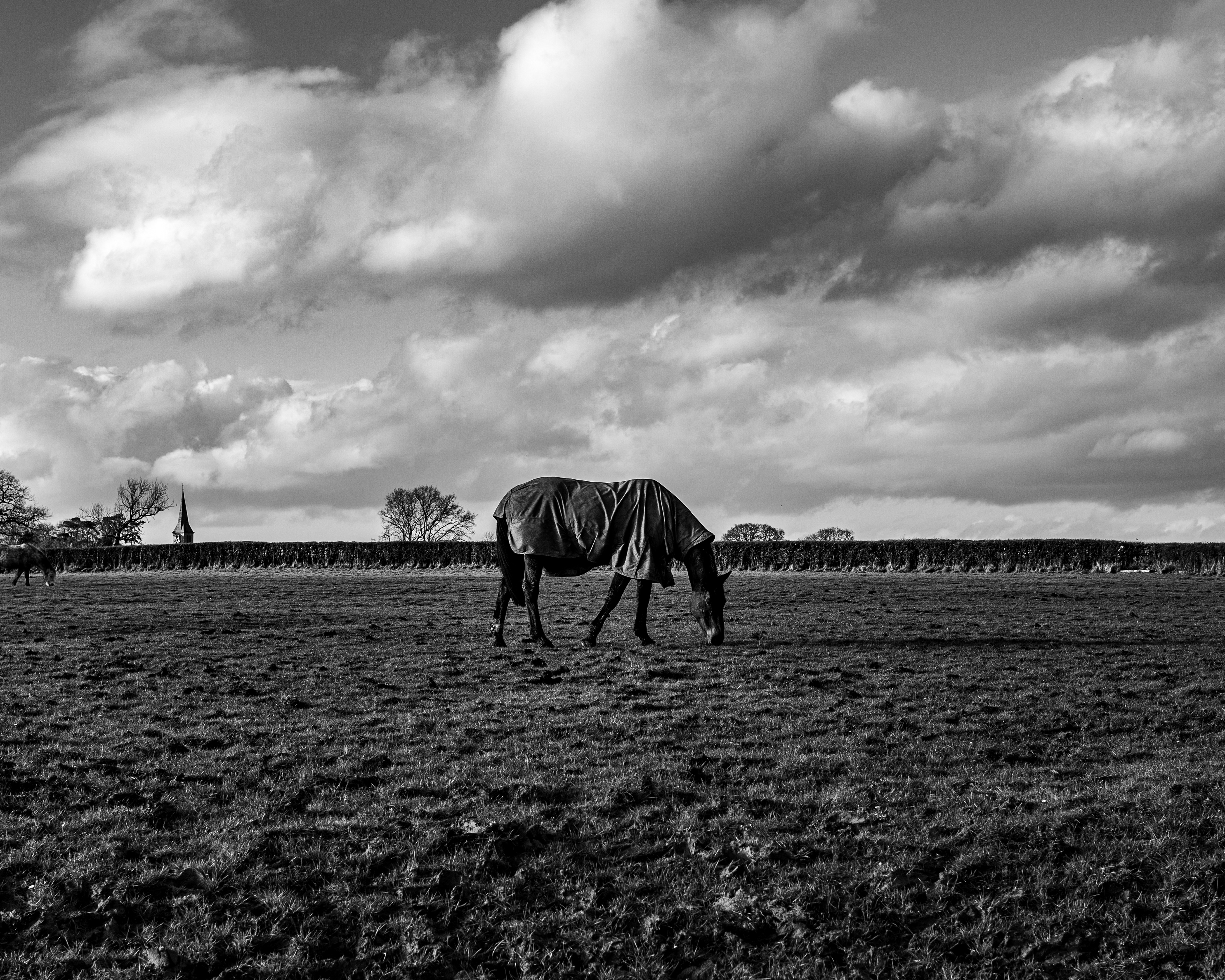 photo of horse taken with Canon Eos 5d mark iii