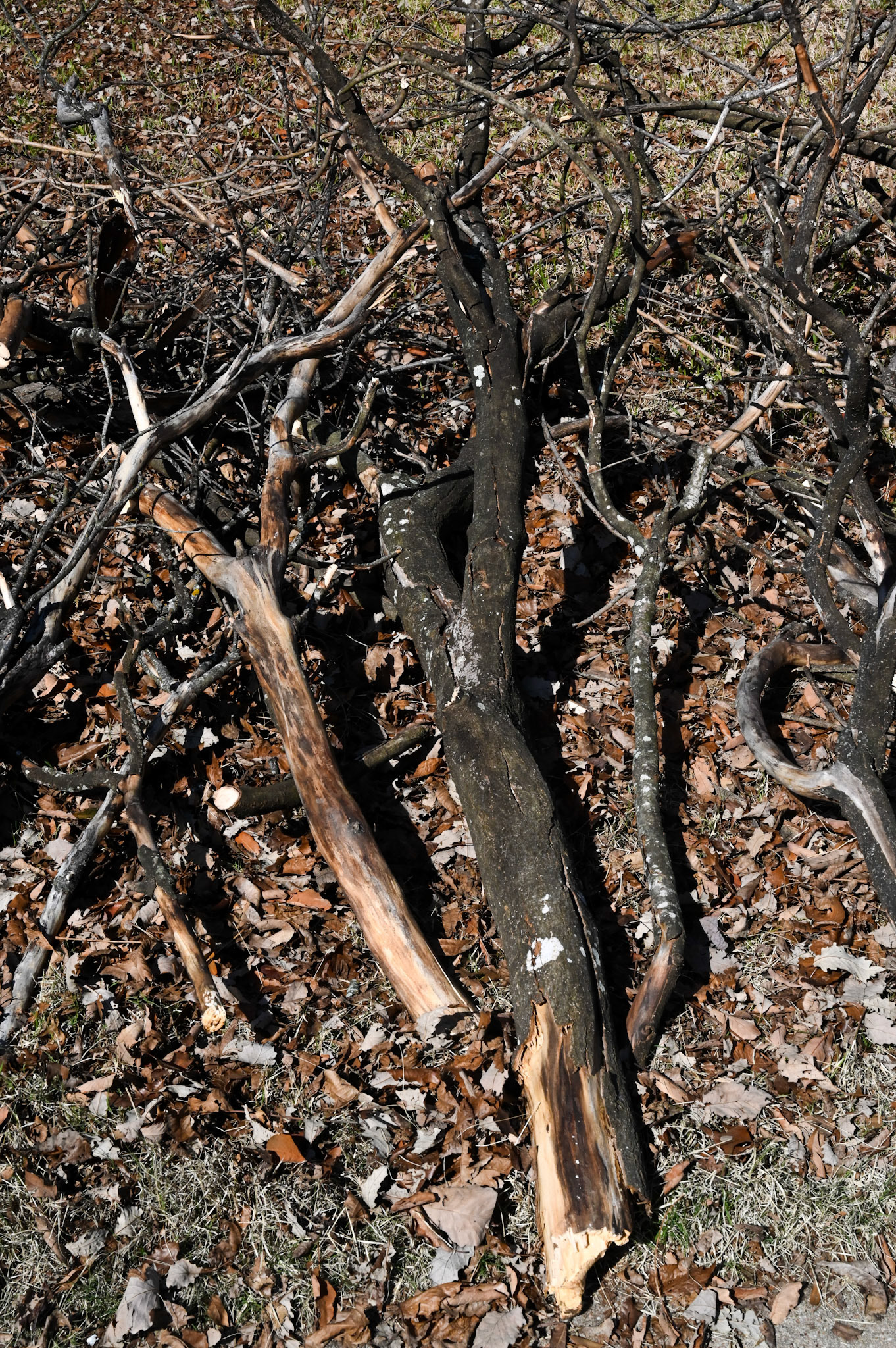 Tree limbs in North Shoal Creek cleared in preparation for Austin Energy electrical line maintenance on Feb. 4, 2023.