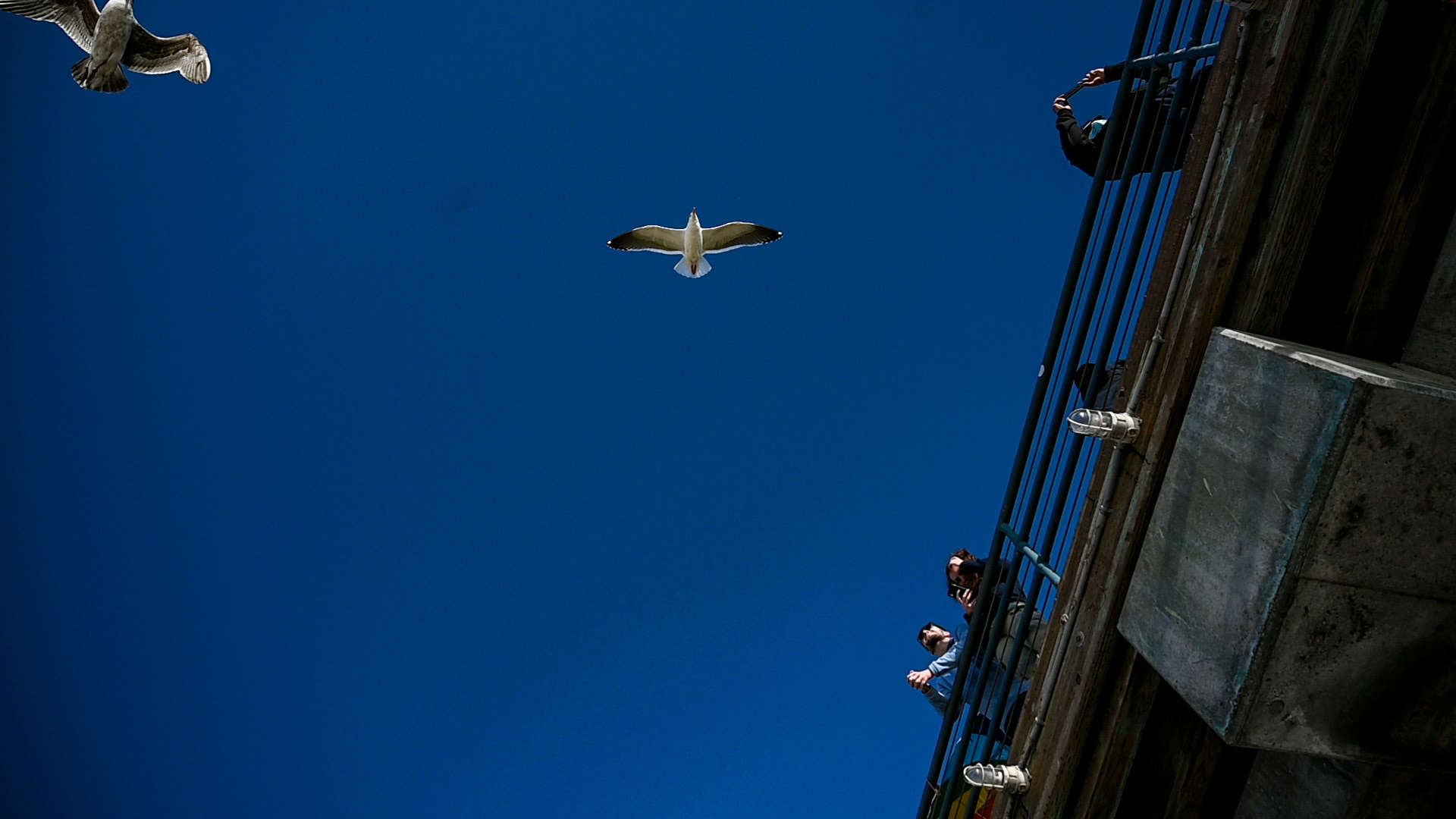 Lenses and shades face the coastal view. Flying friends are hungry.