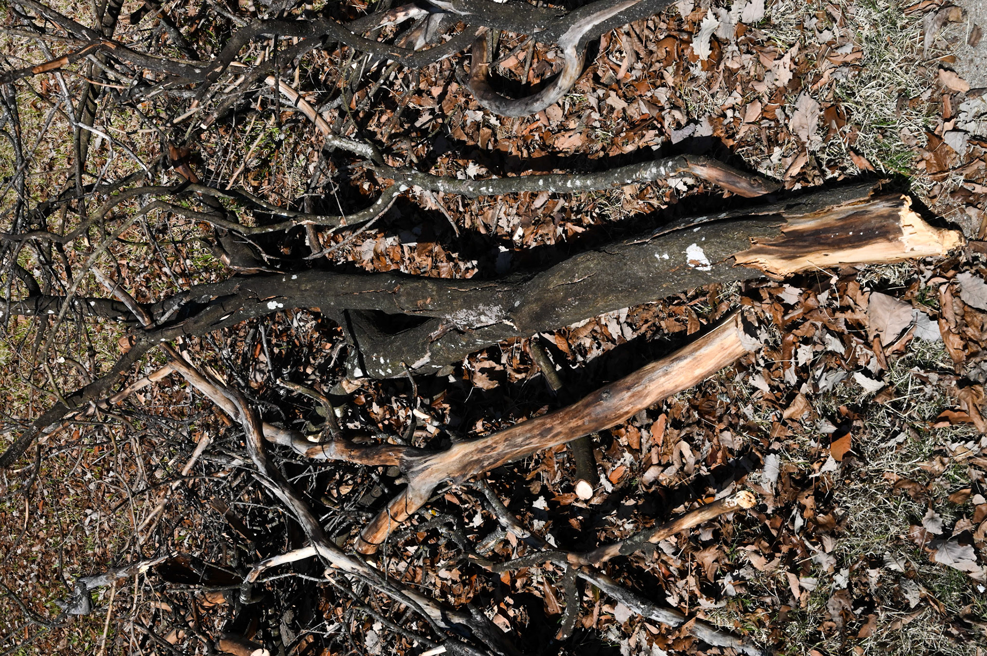 Tree limbs in North Shoal Creek cleared in preparation for Austin Energy electrical line maintenance on Feb. 4, 2023.