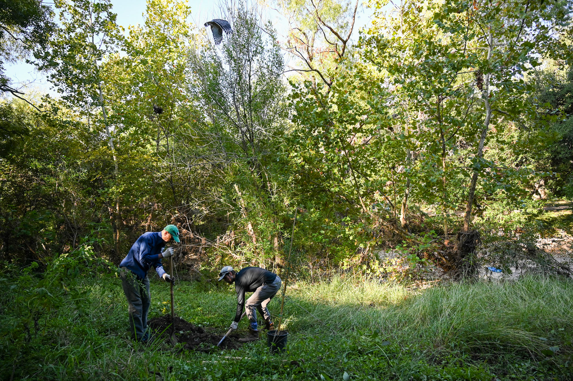 Shoal Creek Conservancy volunteers in Seiders Springs plant live oak, rough-leaved dogwood, and Mexican buckeye to reintroduce native species and improve the habitat for wildlife on Nov. 5, 2022.