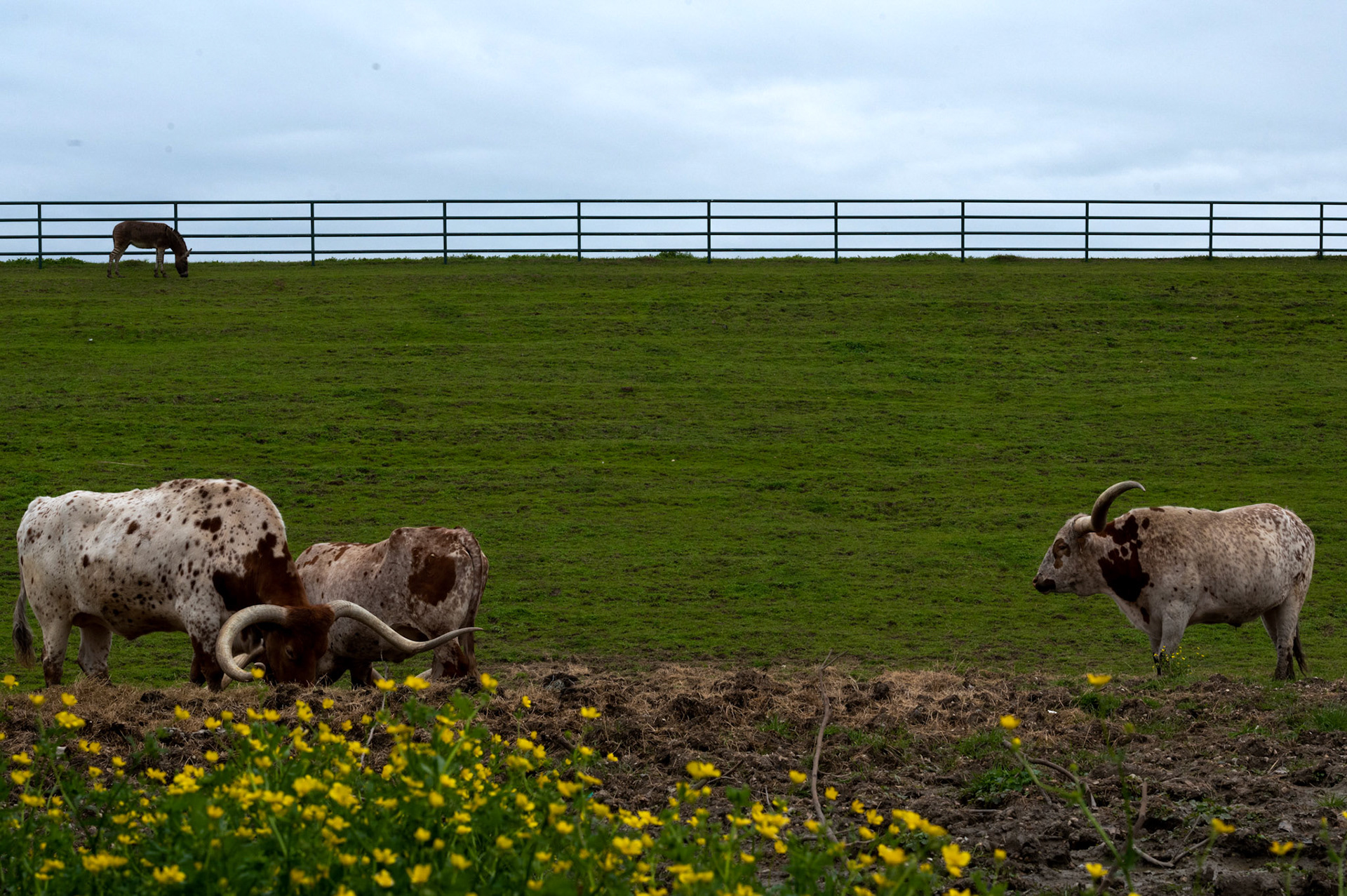 Longhorns graze on the Fuel City Ranch in Dallas on Mar. 20, 2023.