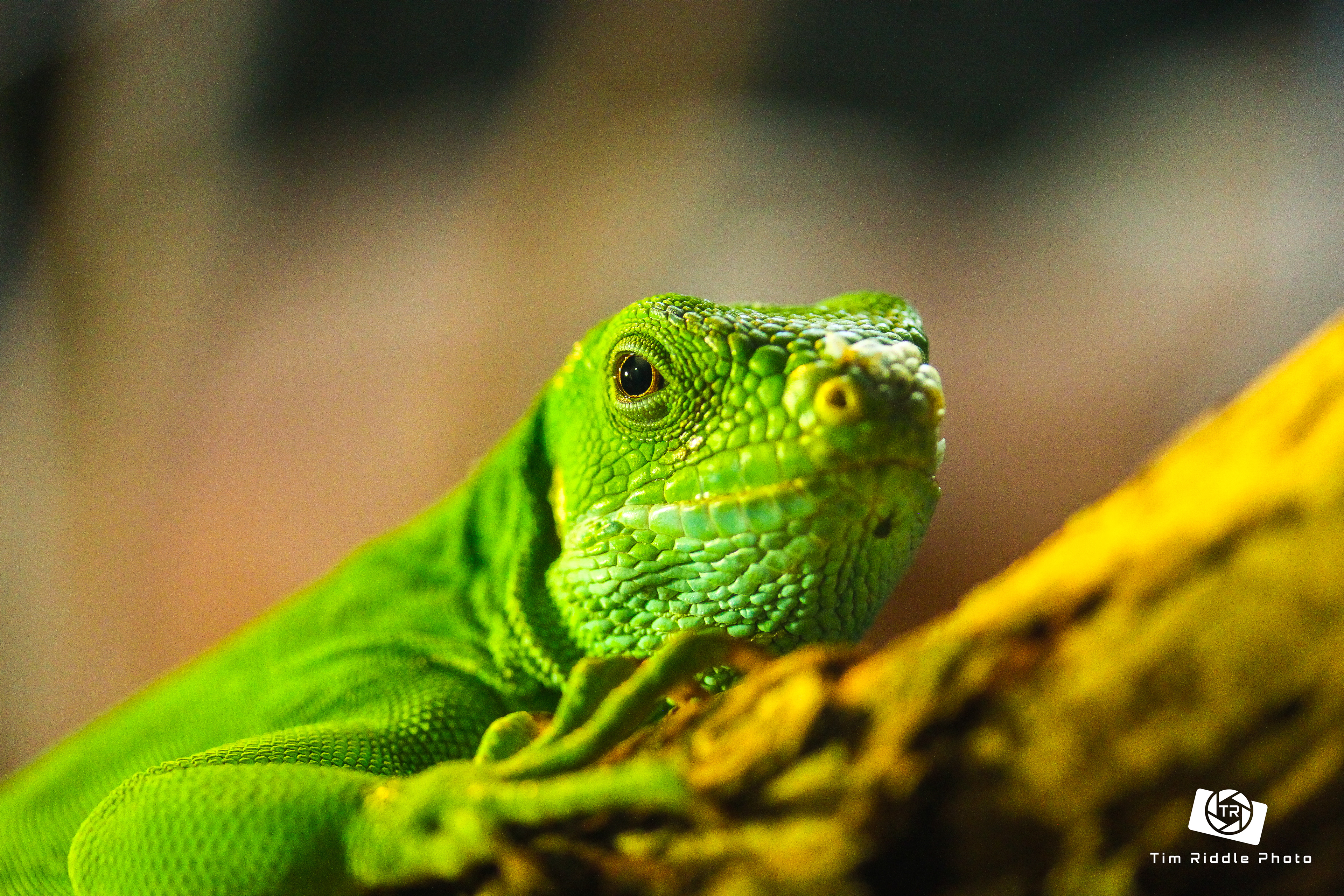 Green Iguana