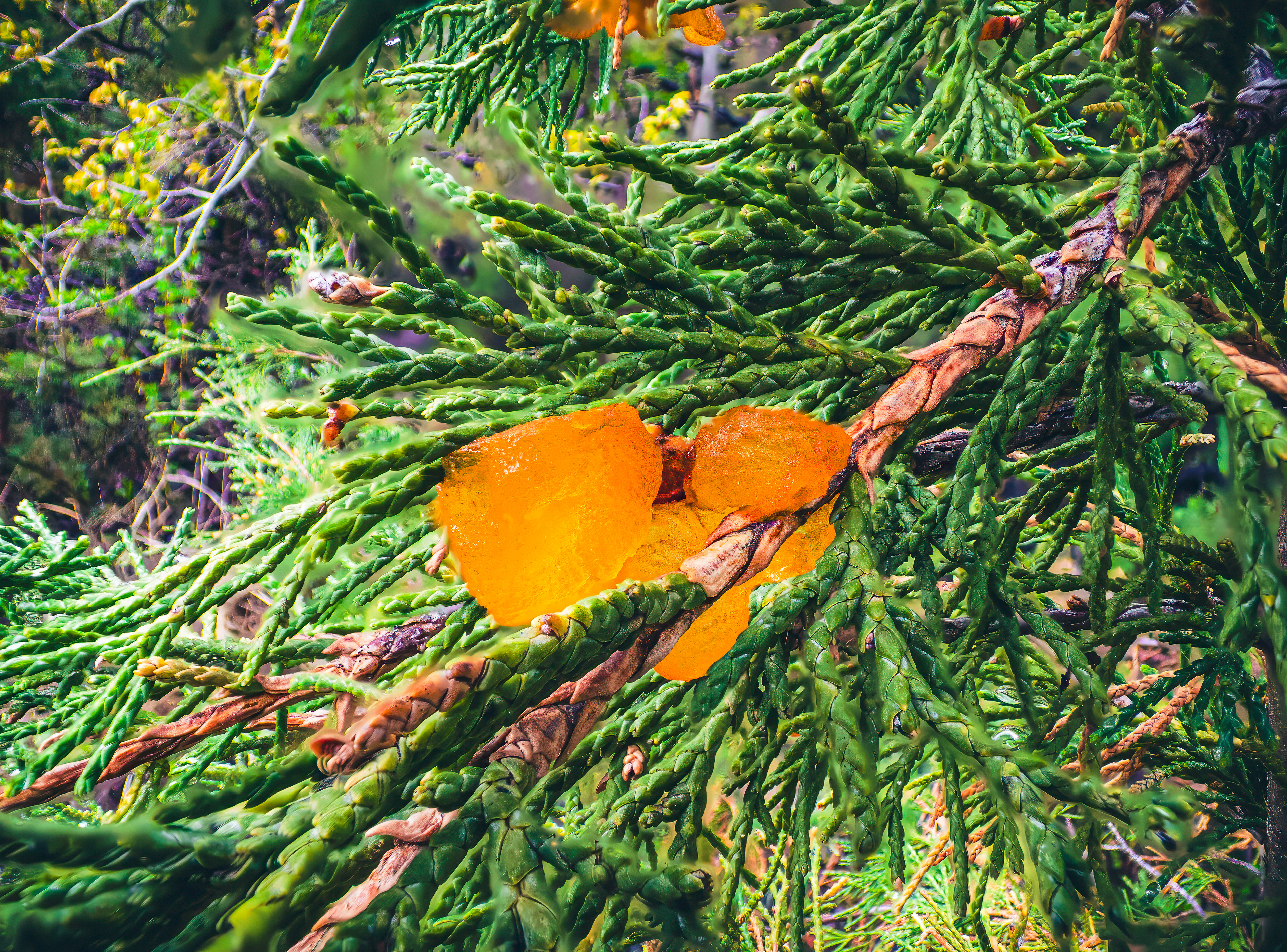 Cedar-Apple Rust 