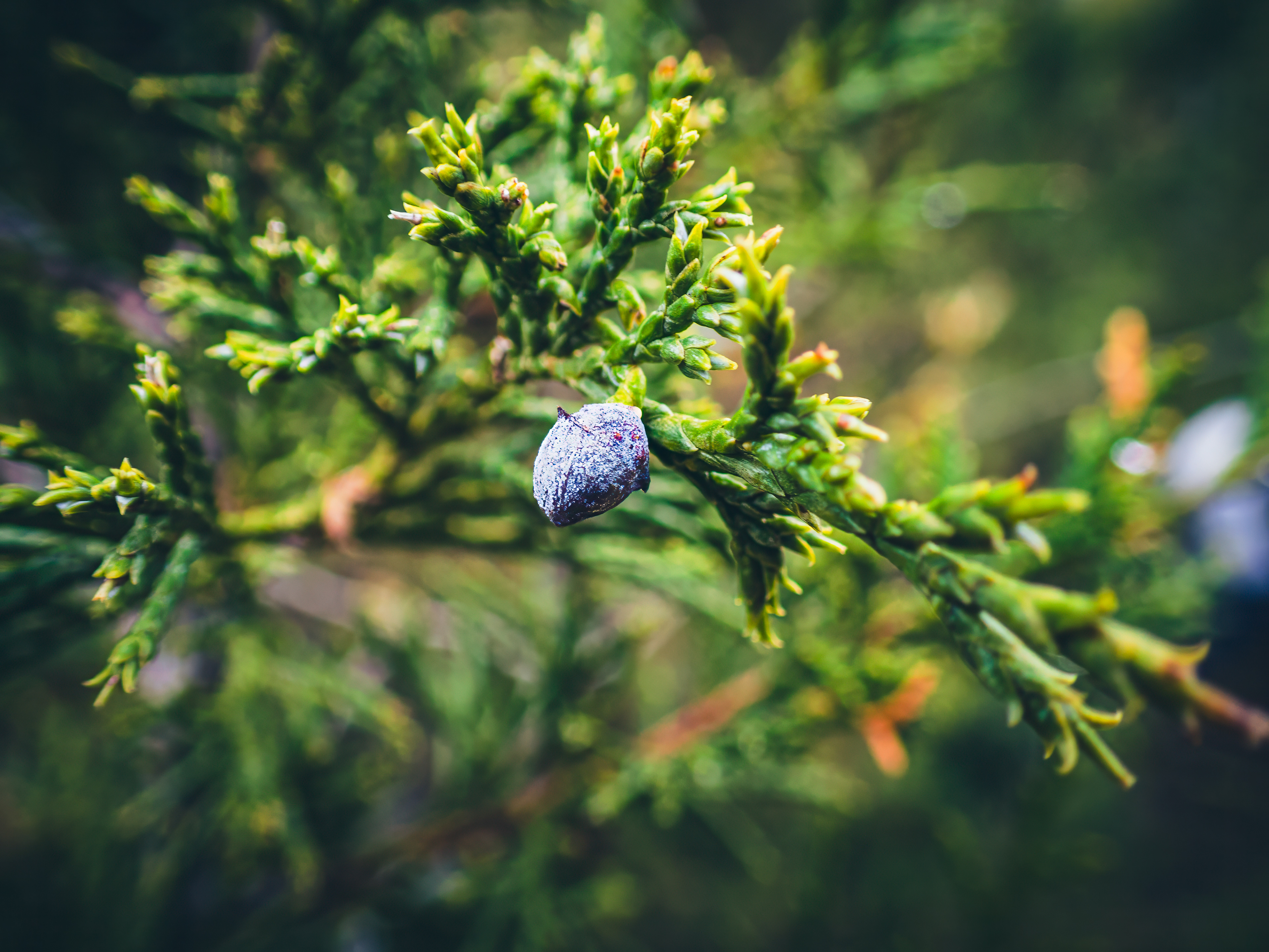 Juniper Berry