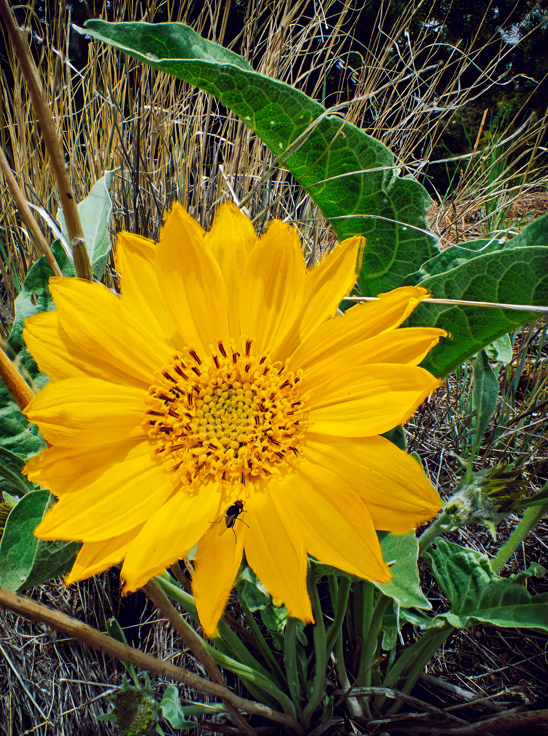 Balsamroot