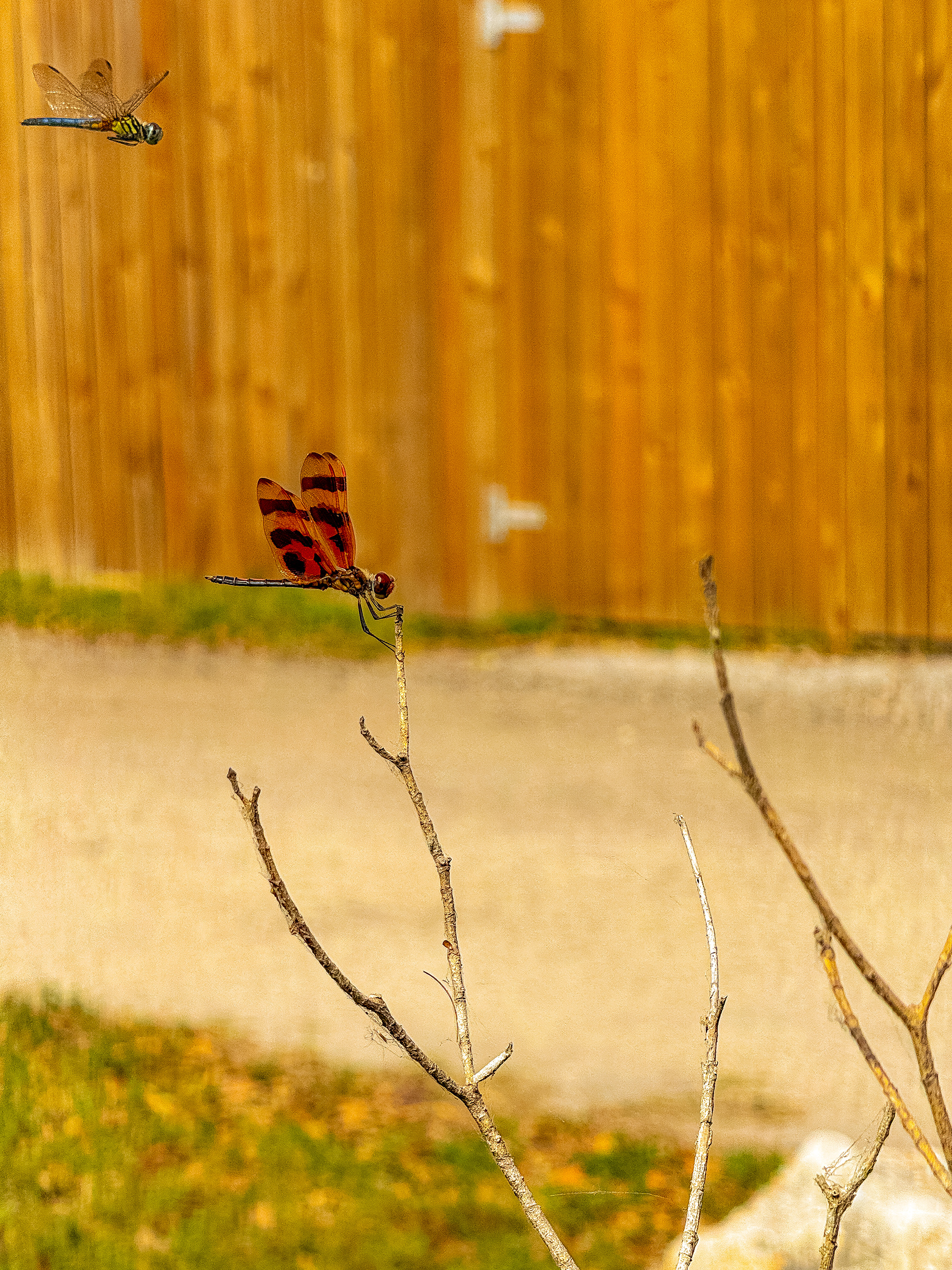 Halloween Pennant Dragonfly