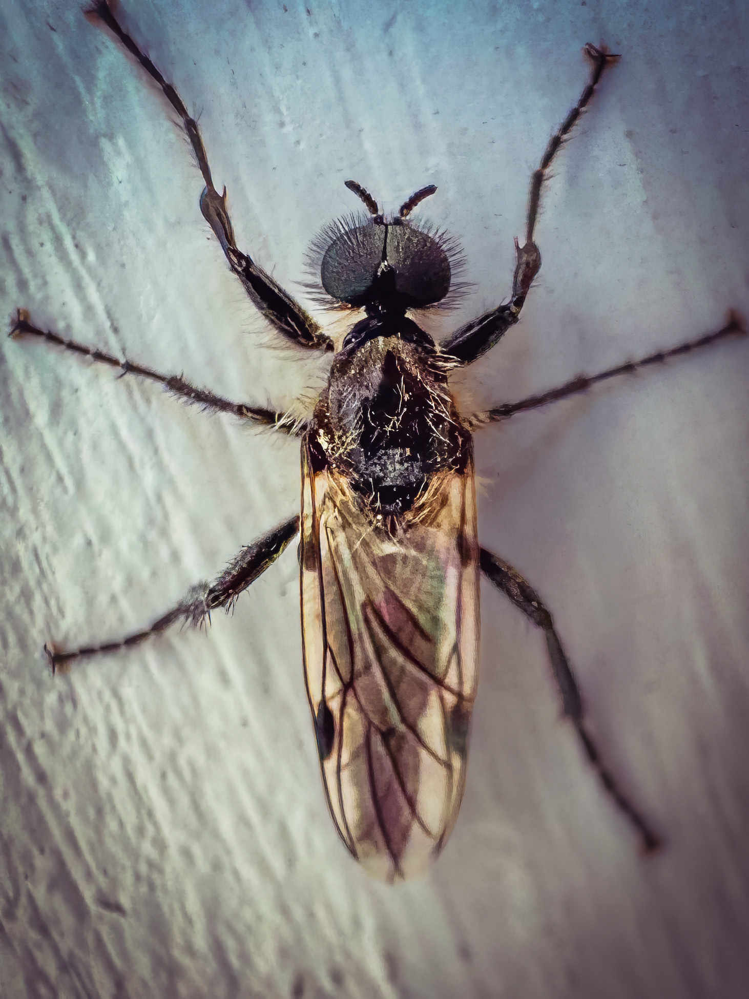 White-winged March Fly