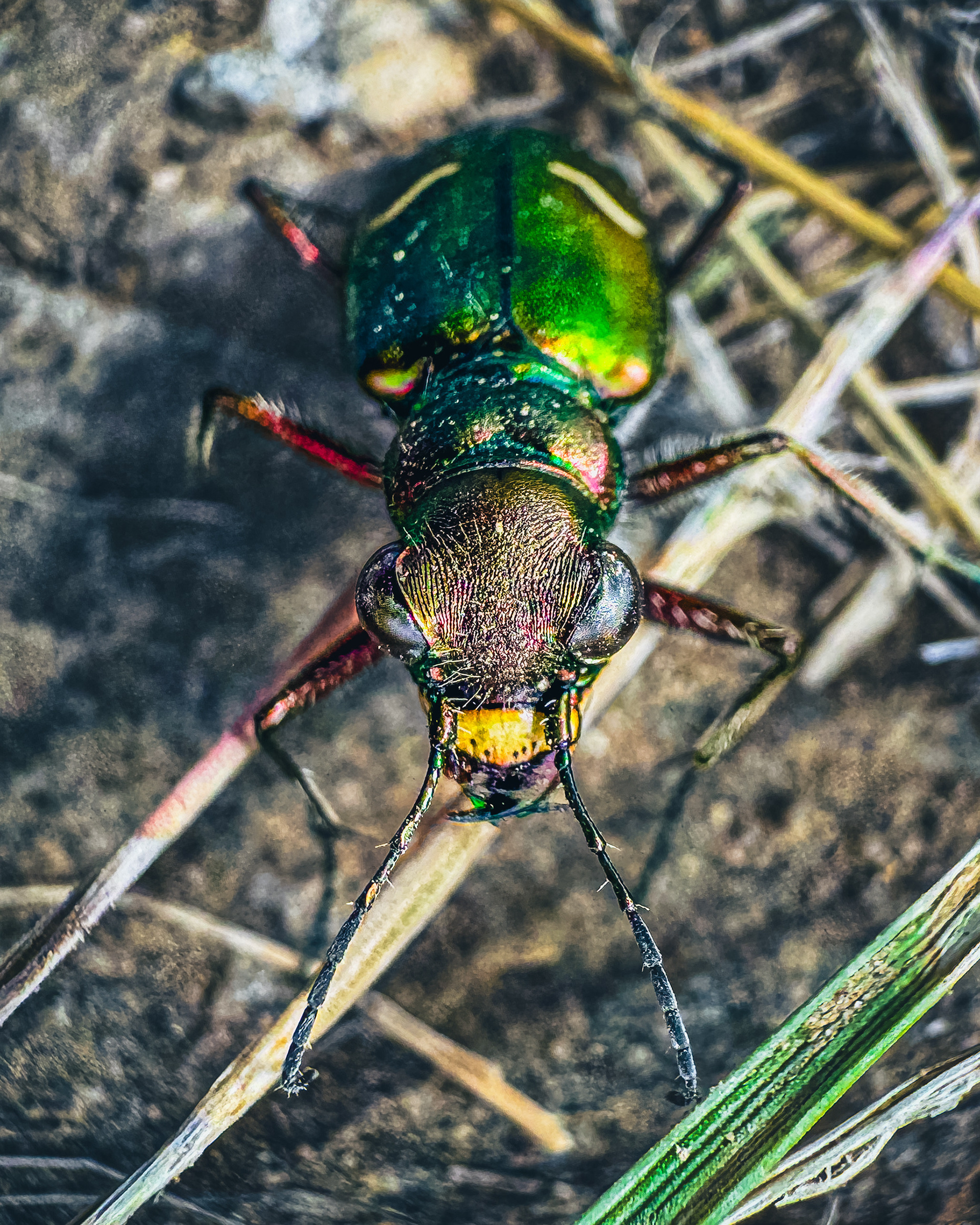 Green Tiger Beetle 