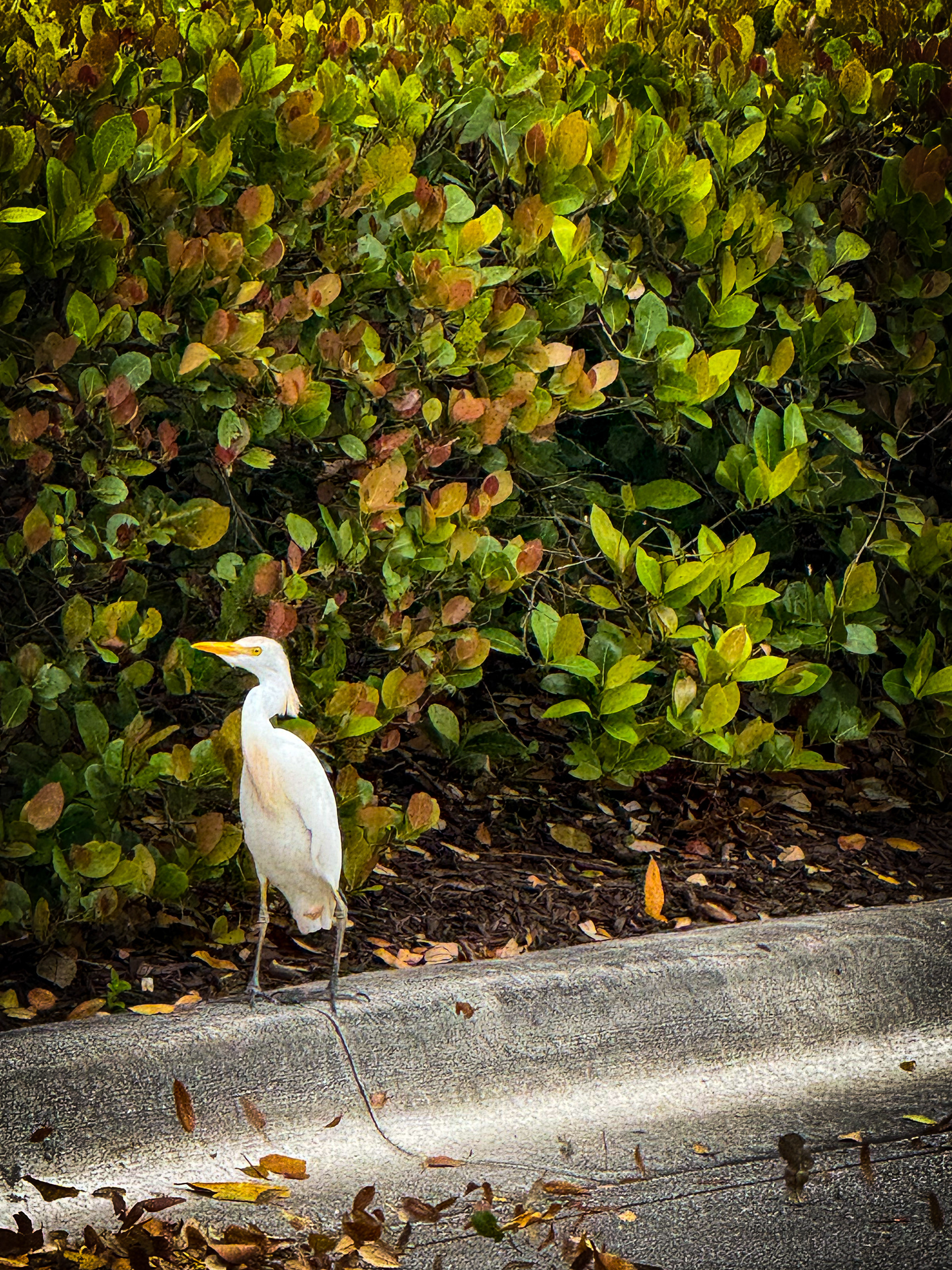 Cattle Egret