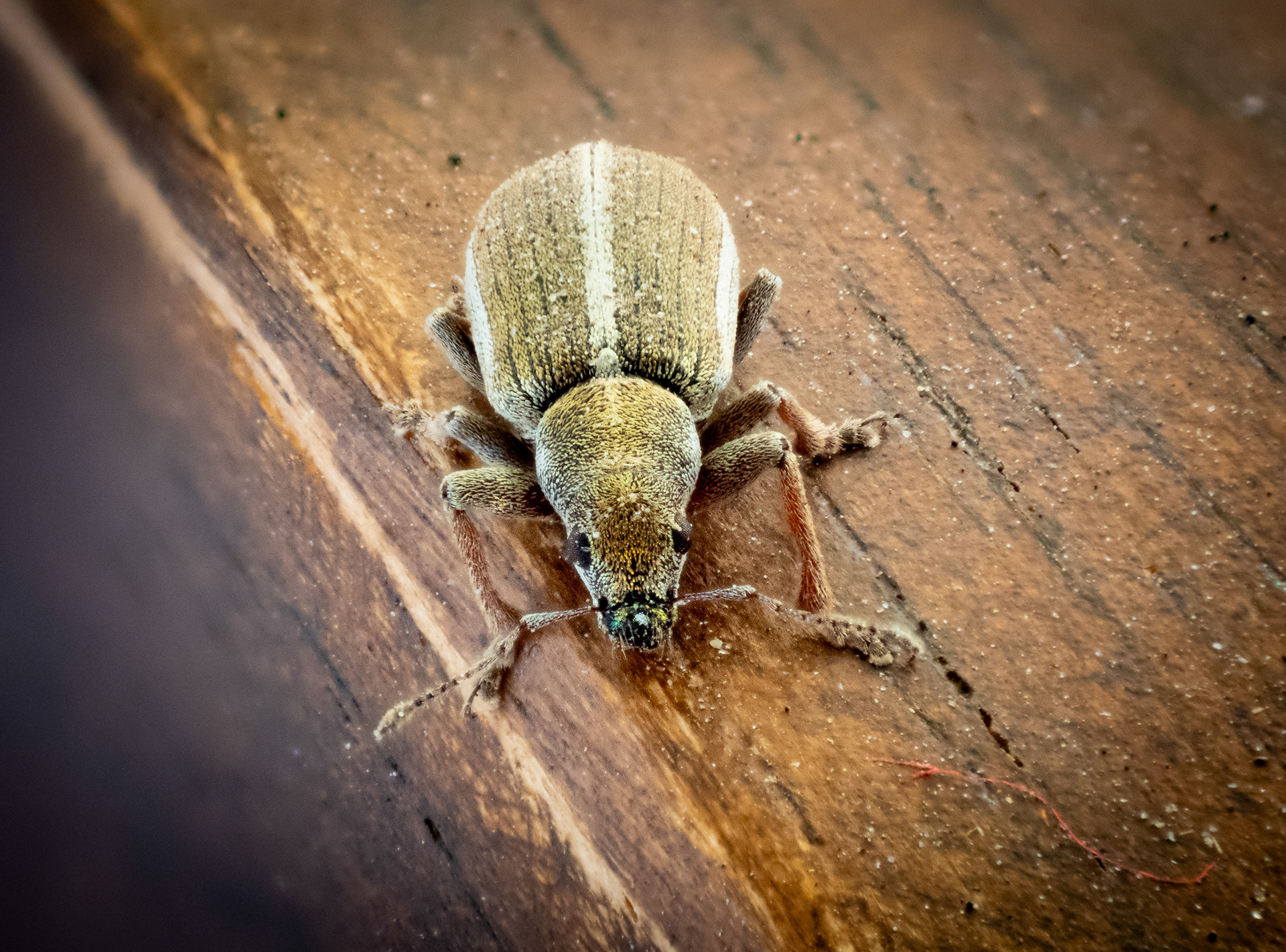 Phyllobius Mollis Weevil