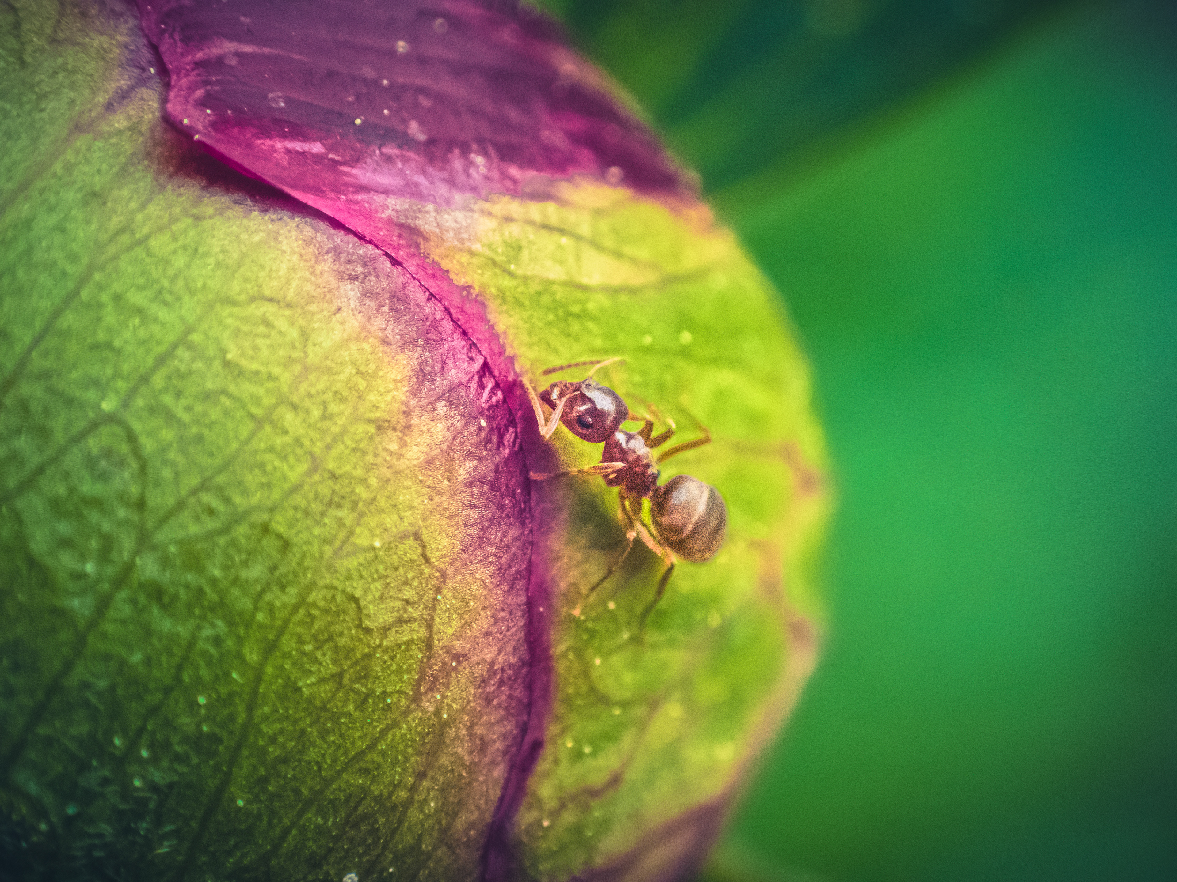 Ant on Peony 