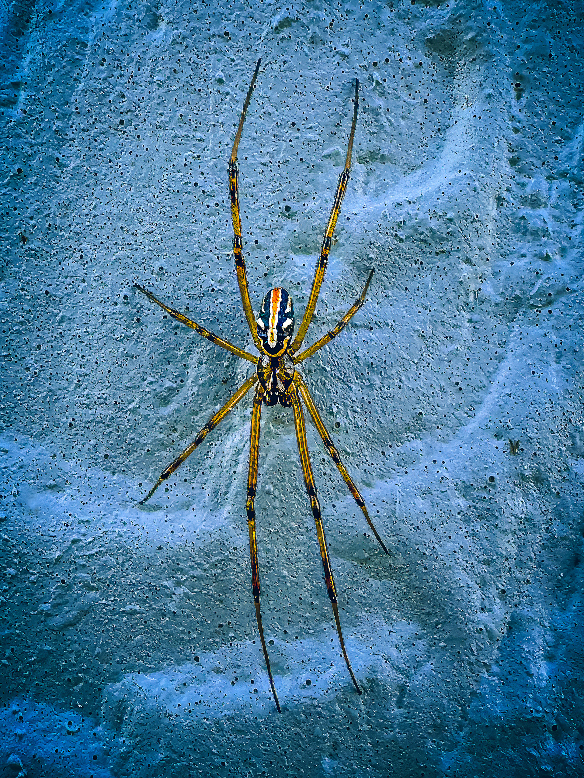 Western Black Widow (Male)