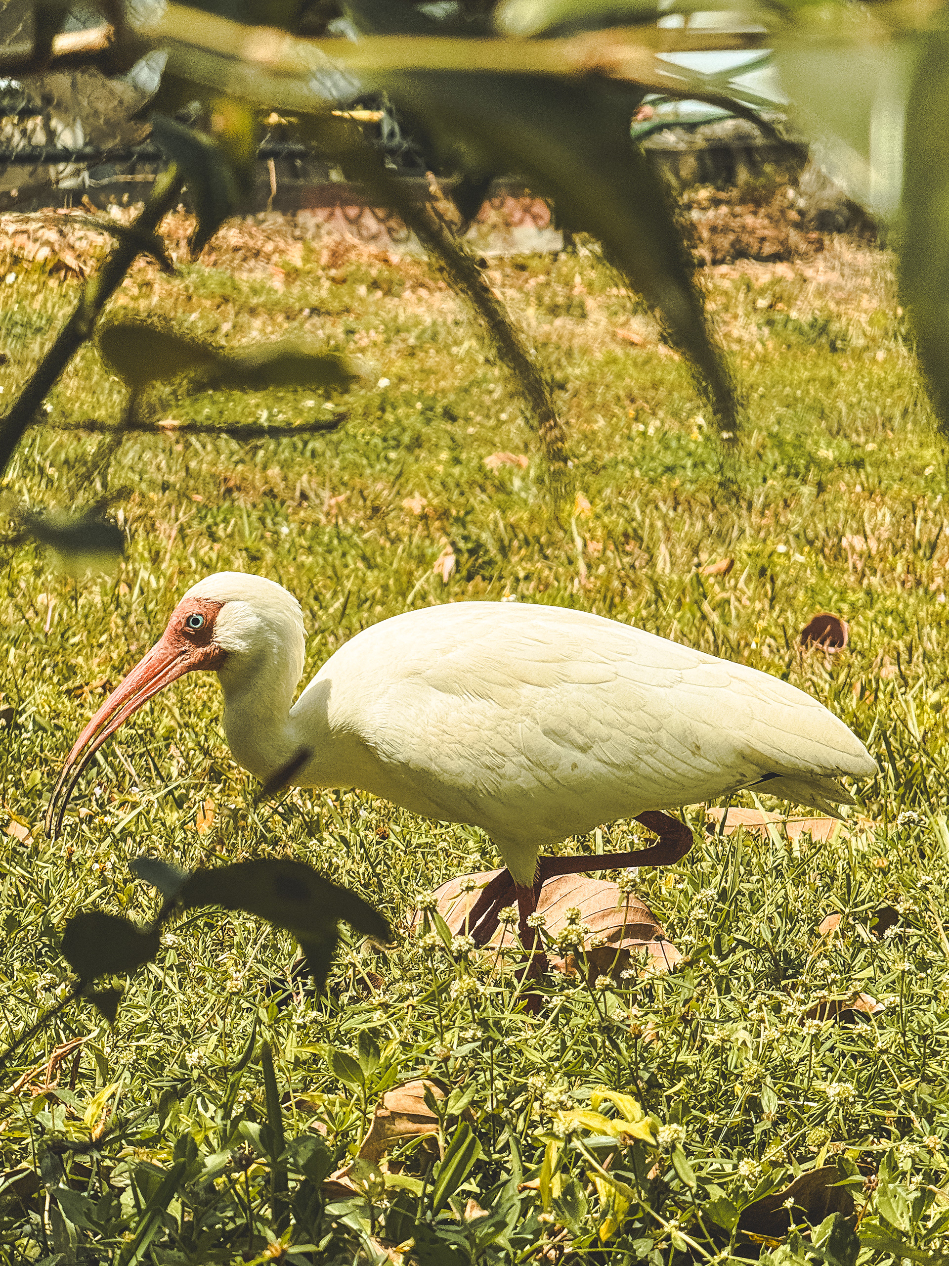 American White Ibis