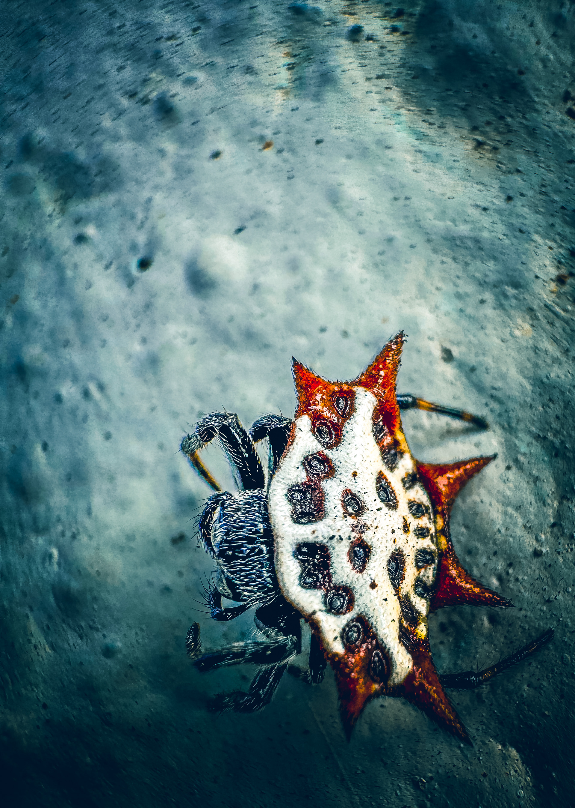 Spinybacked Orbweaver