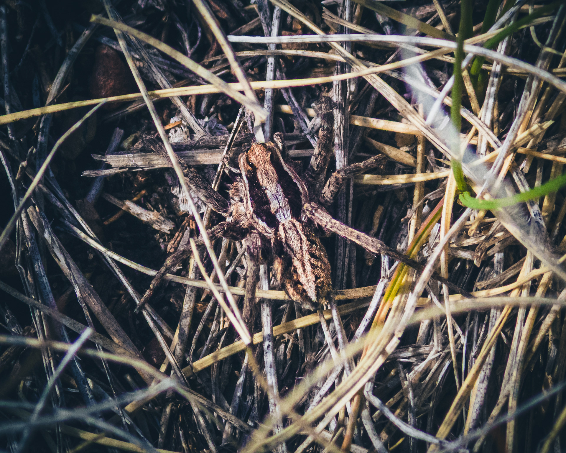 Wolf Spider