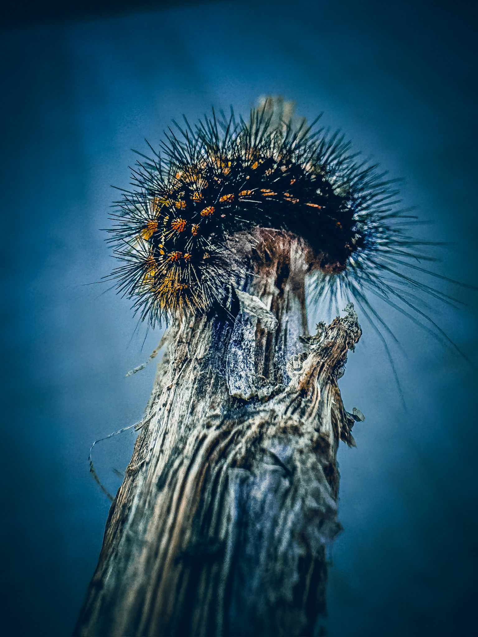 Salt Marsh Moth Caterpillar