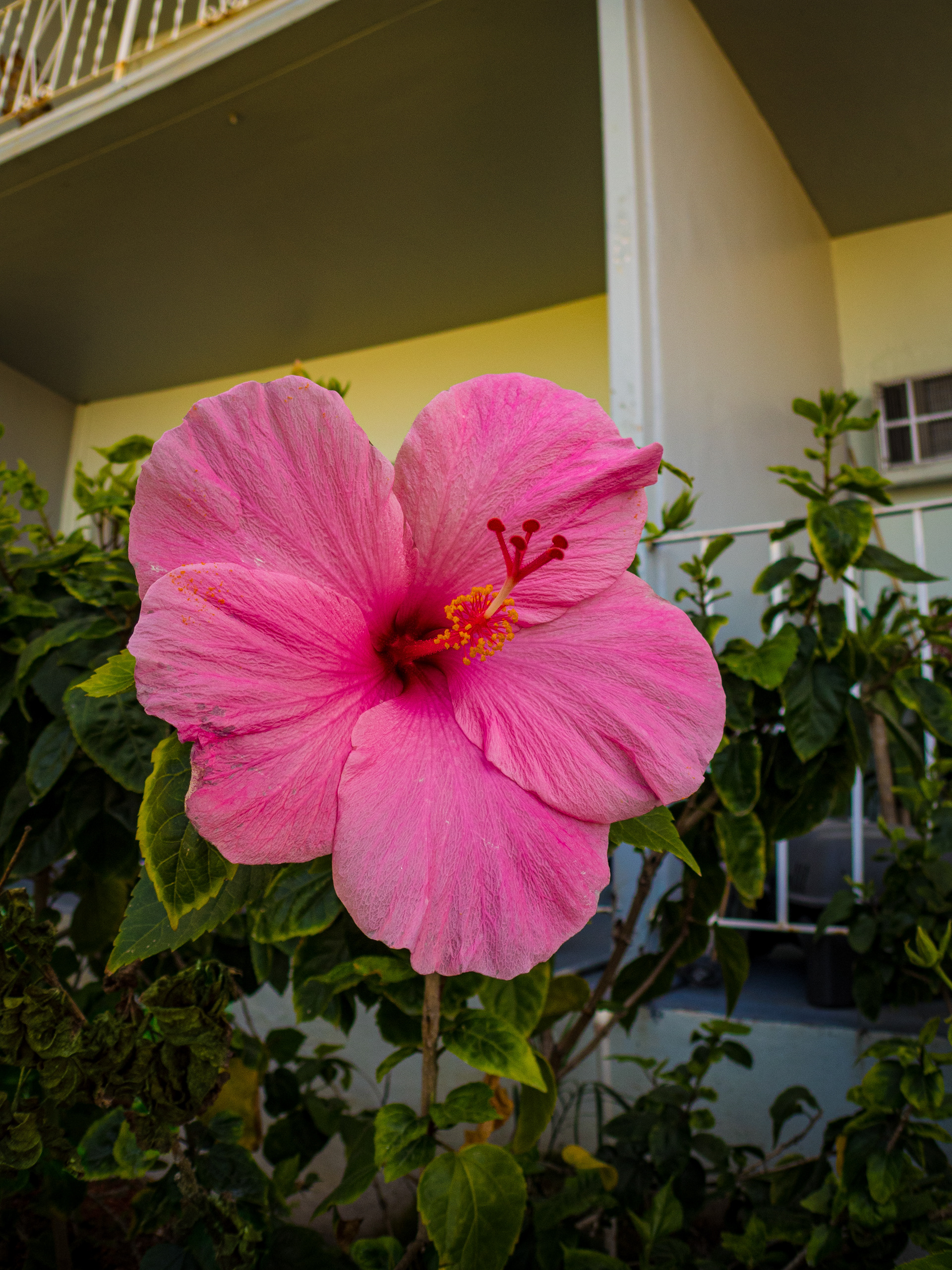 Chinese Hibiscus