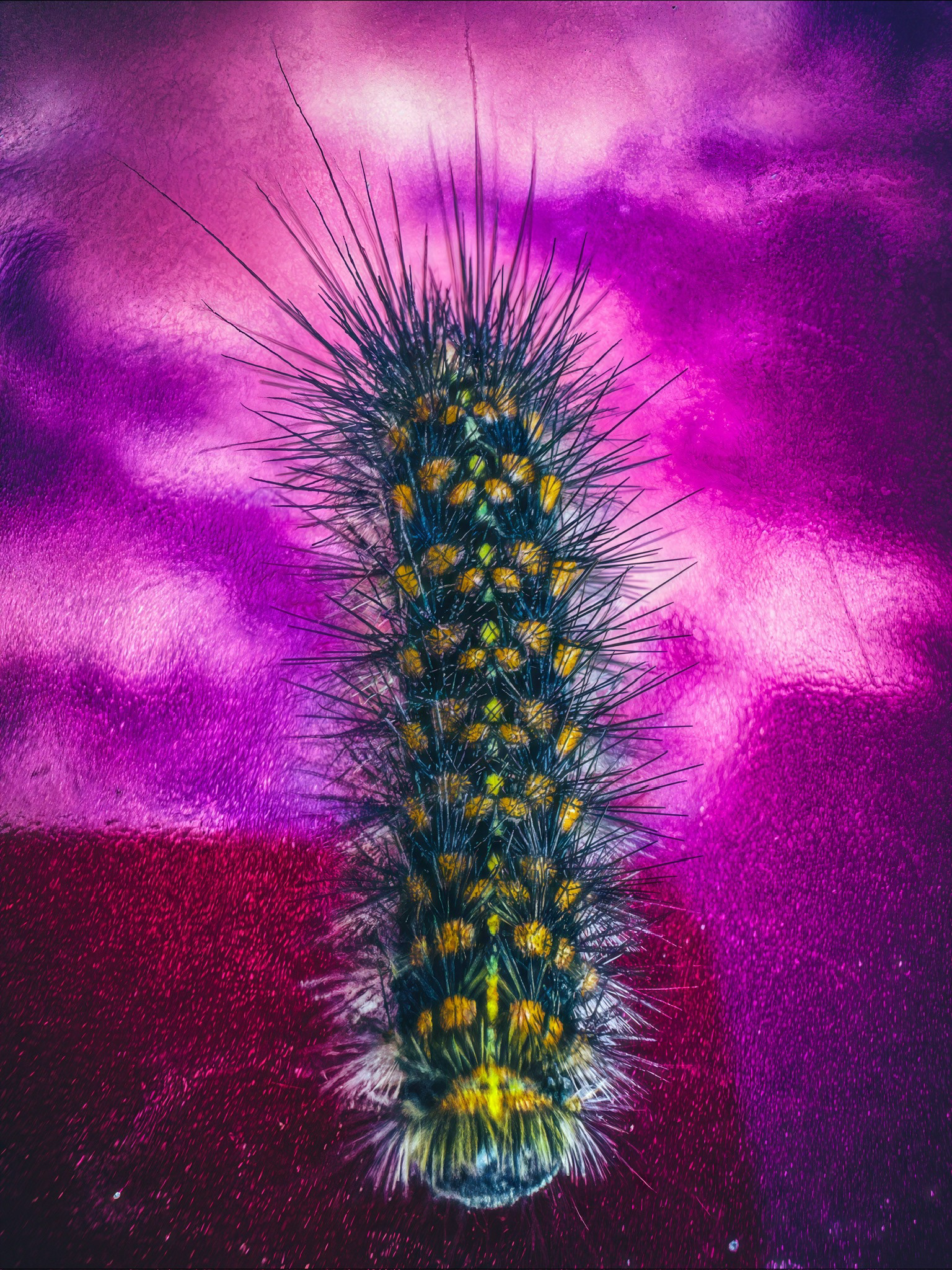 Salt Marsh Moth Caterpillar