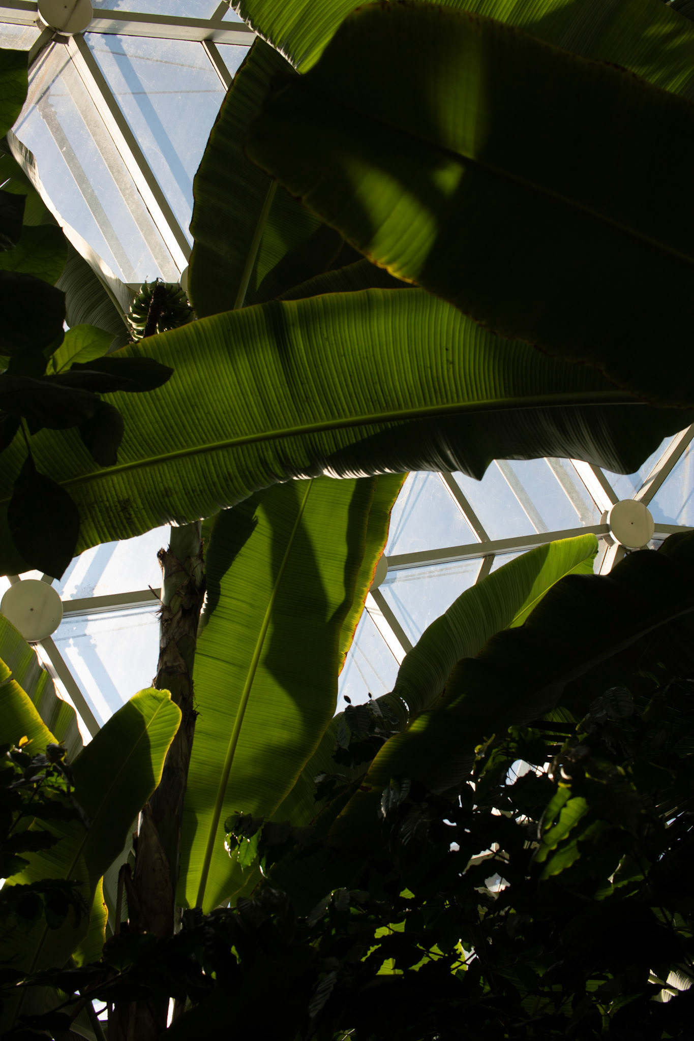 MO Botanical Garden [09.25]