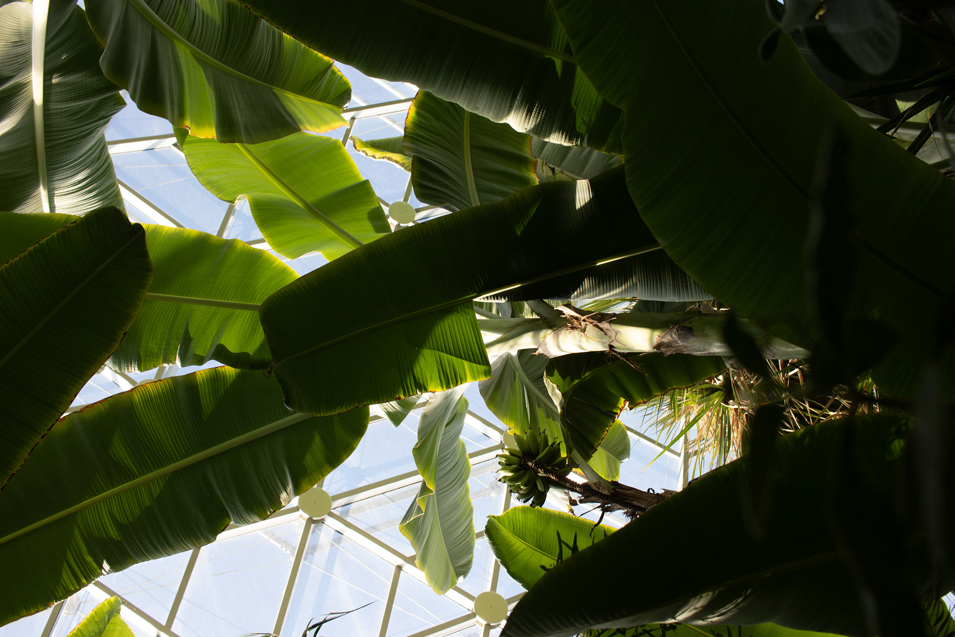 MO Botanical Garden [09.25]