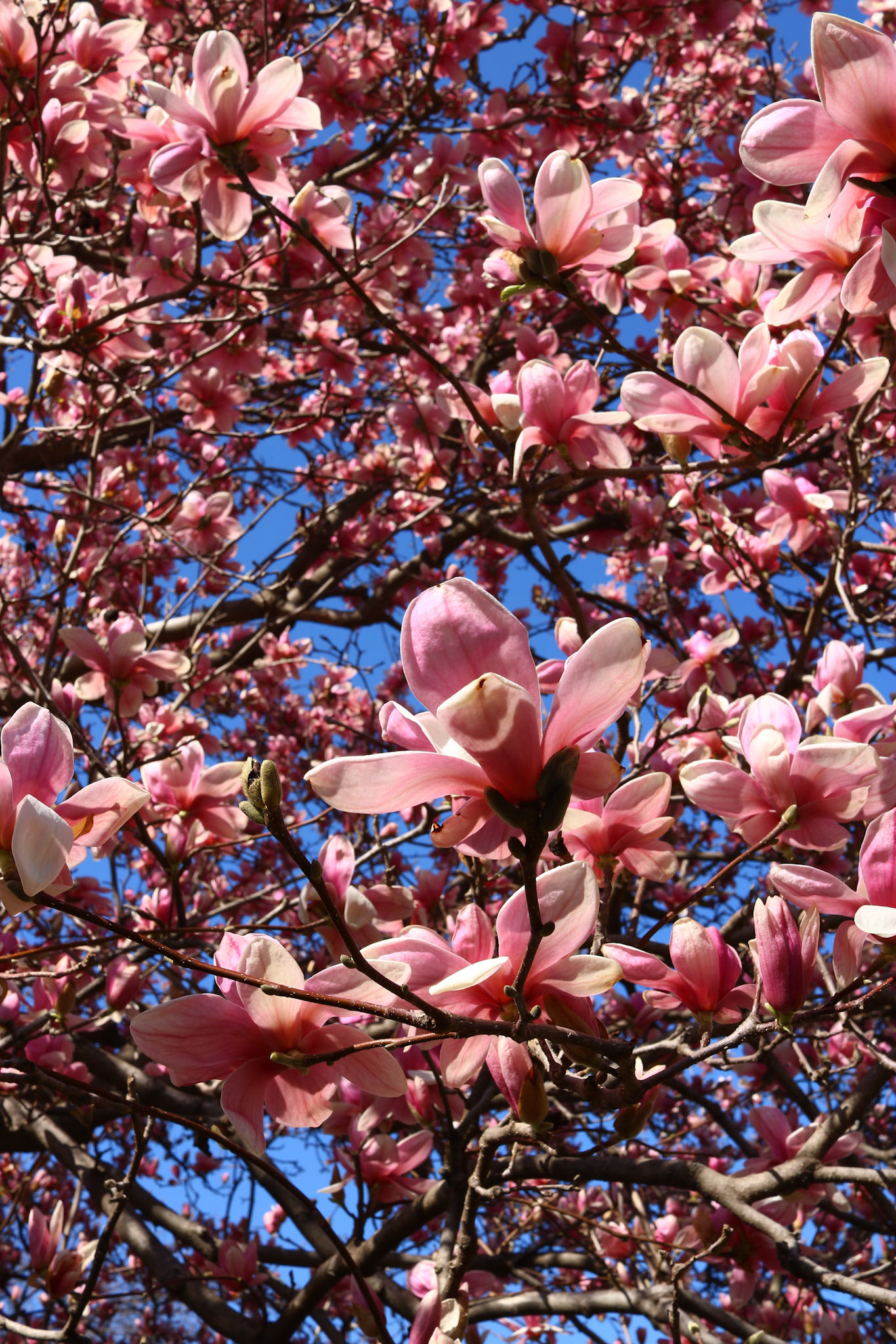 pre spring blooms [03.24]