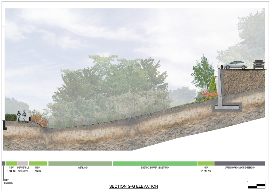 Wetland buffer illustrative section