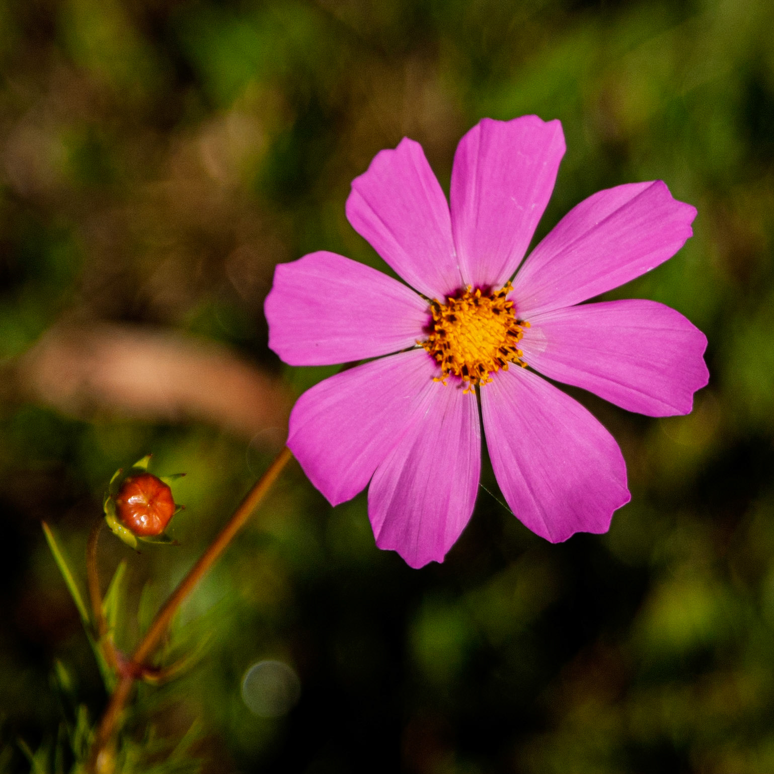 A pink flower that is abundant here in Morelia