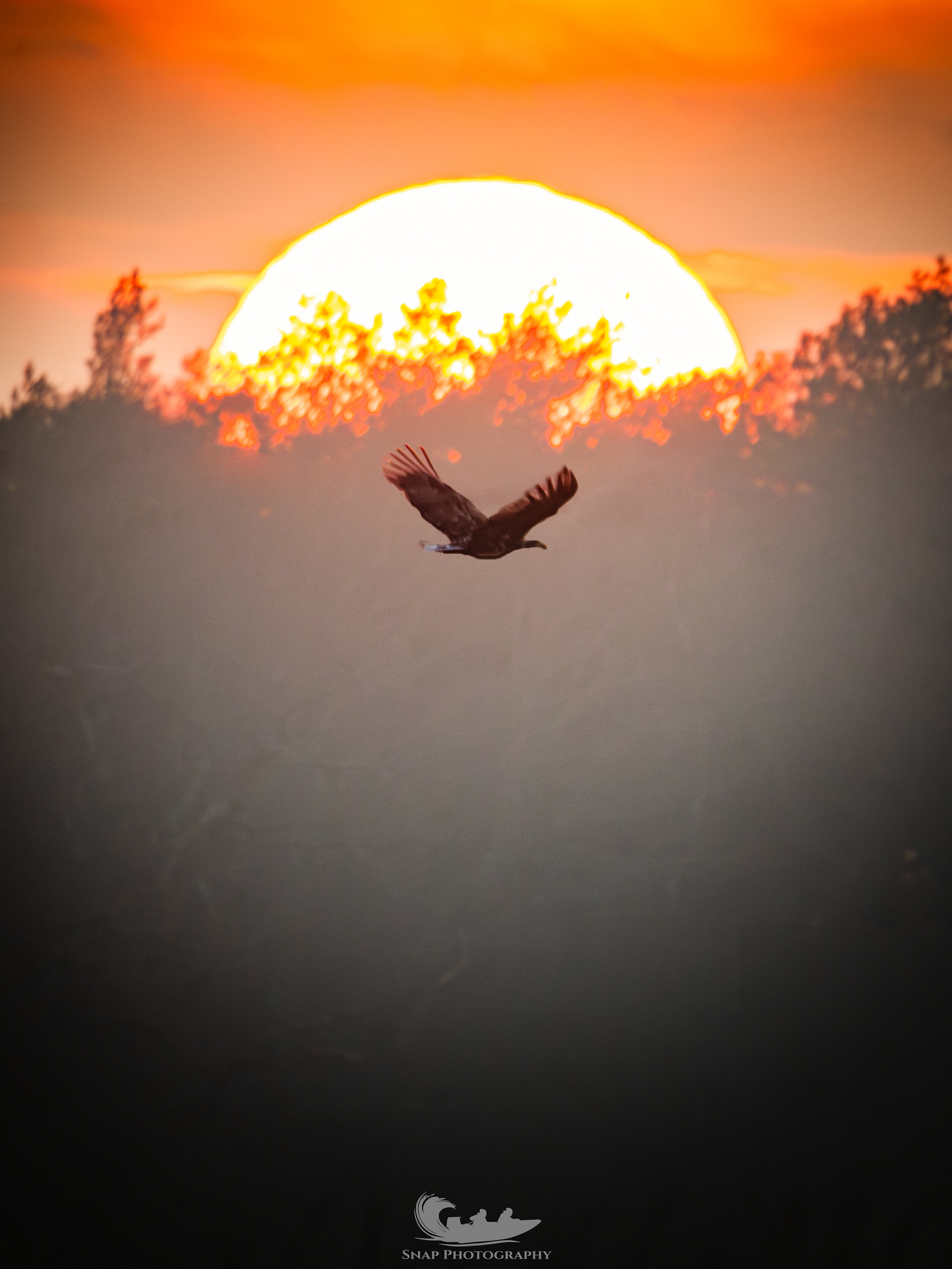 White Tailed Eagle Sunset 