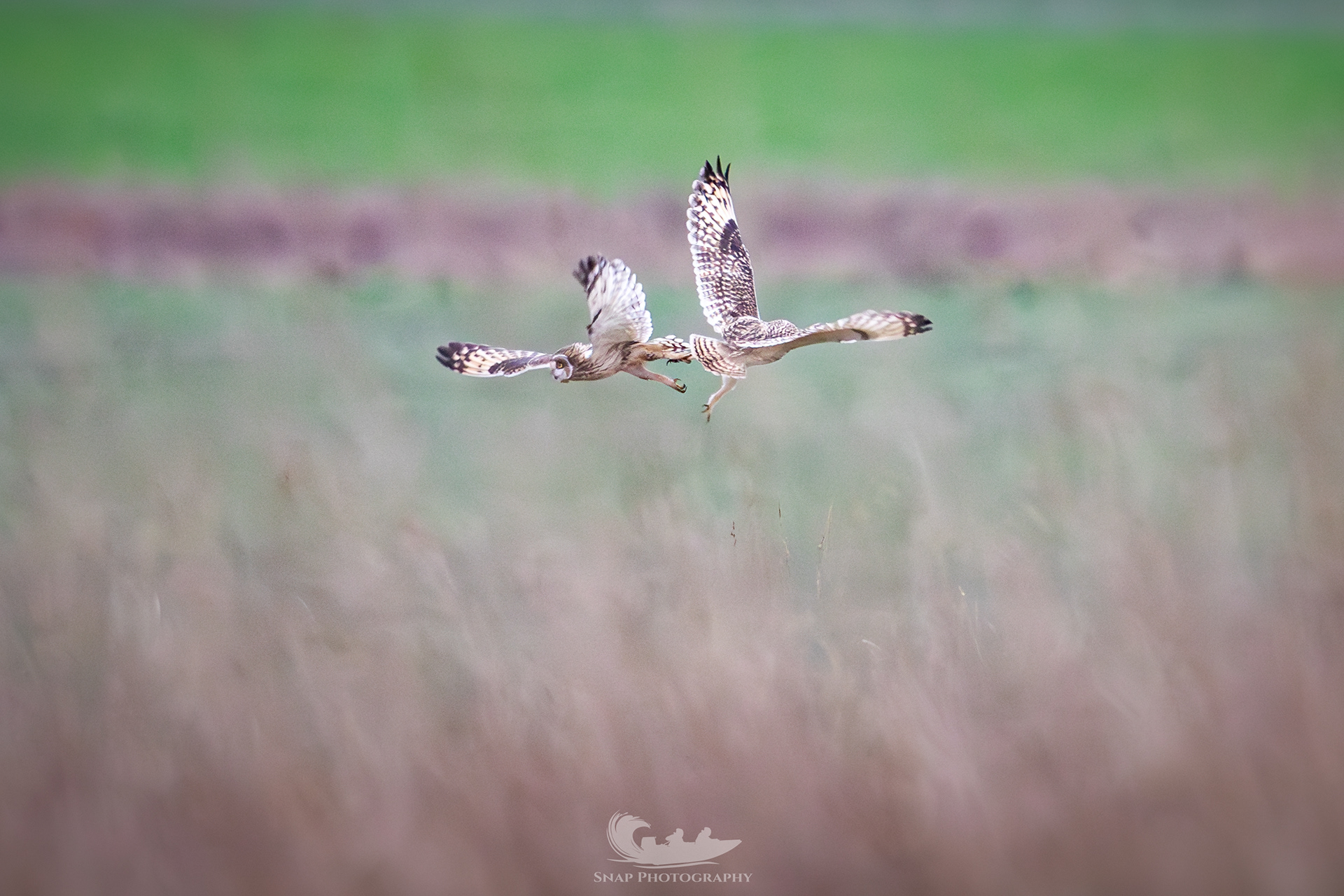 Short eared owls