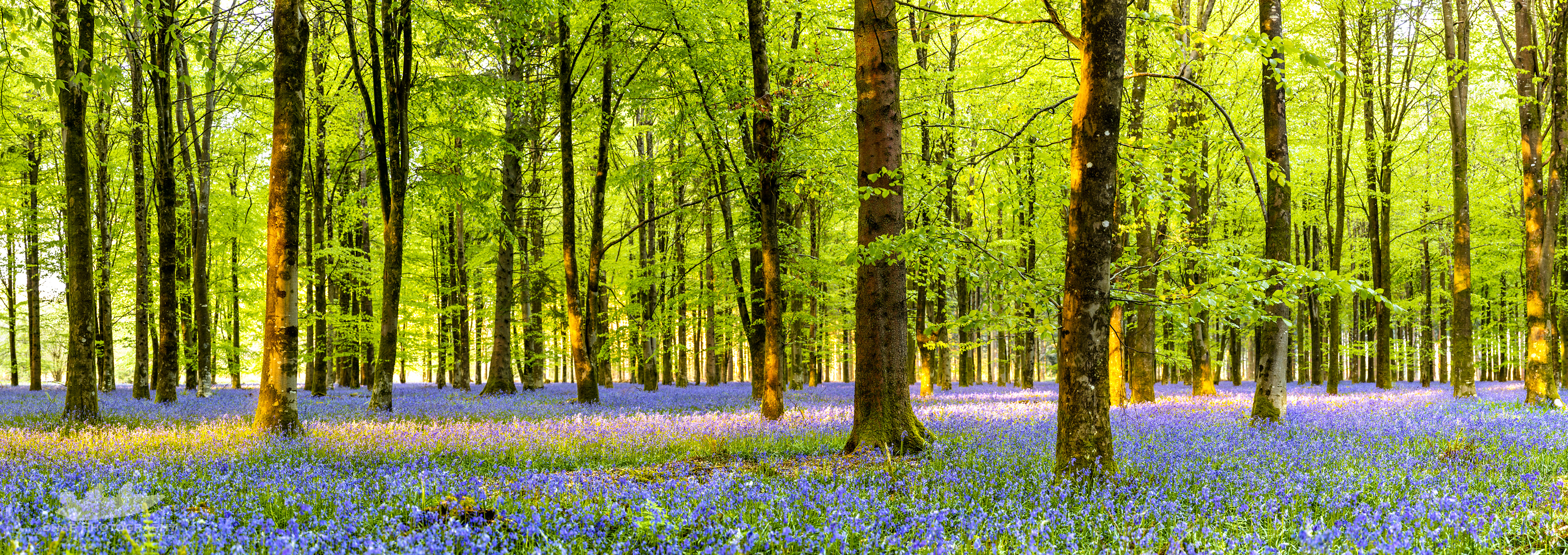 Bluebell woods